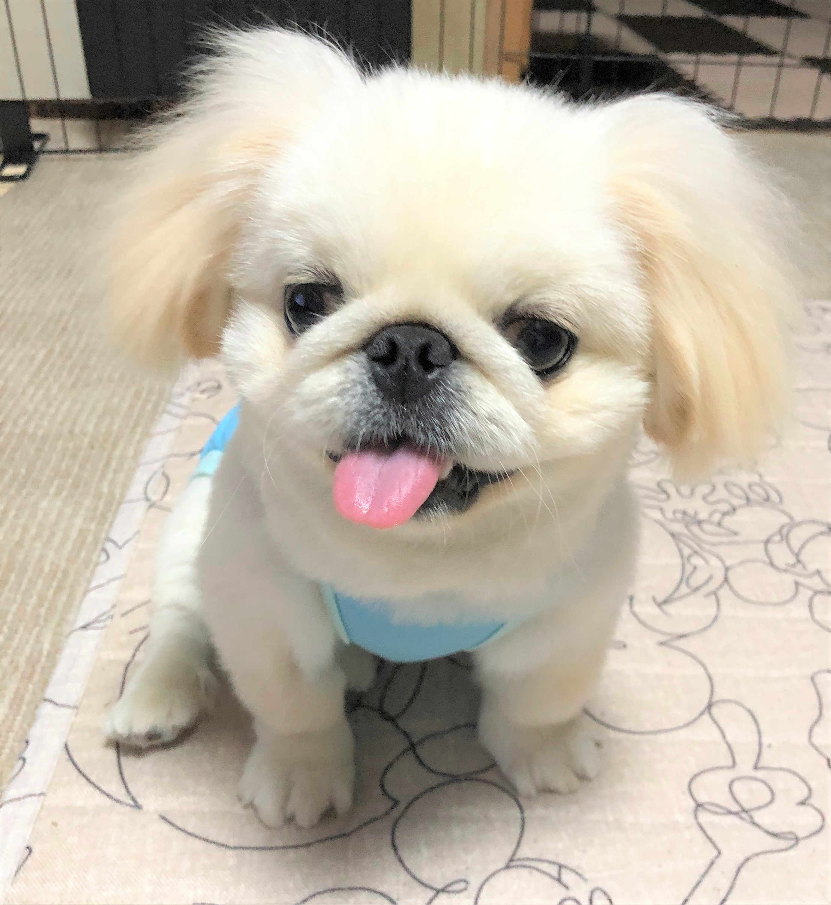 大福