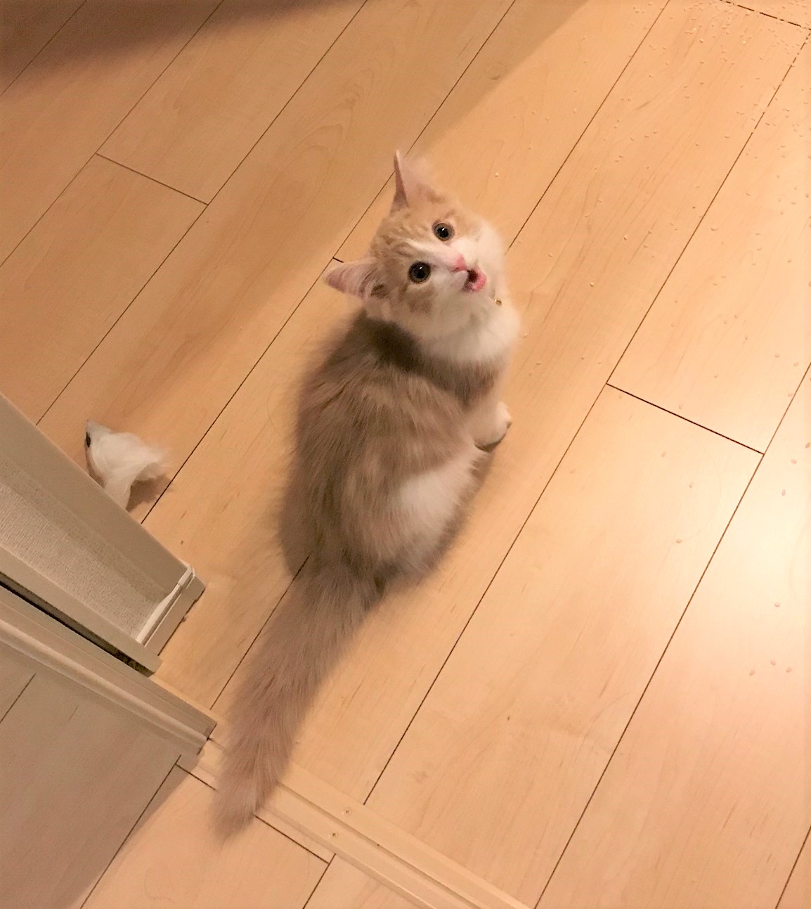なつめ