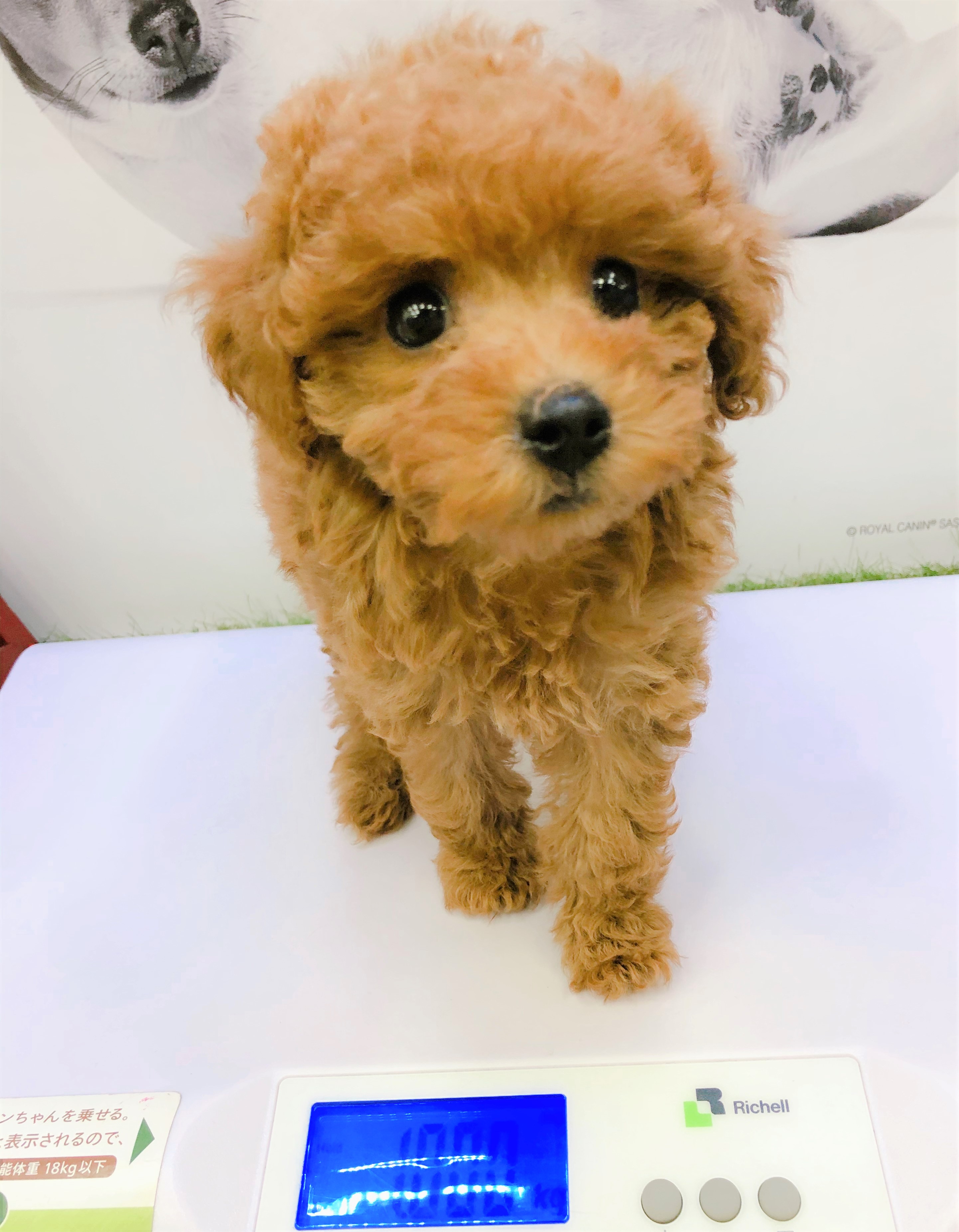 ペットプラス羽生店 子犬 子猫専門ペットショップの Petplus ペットプラス