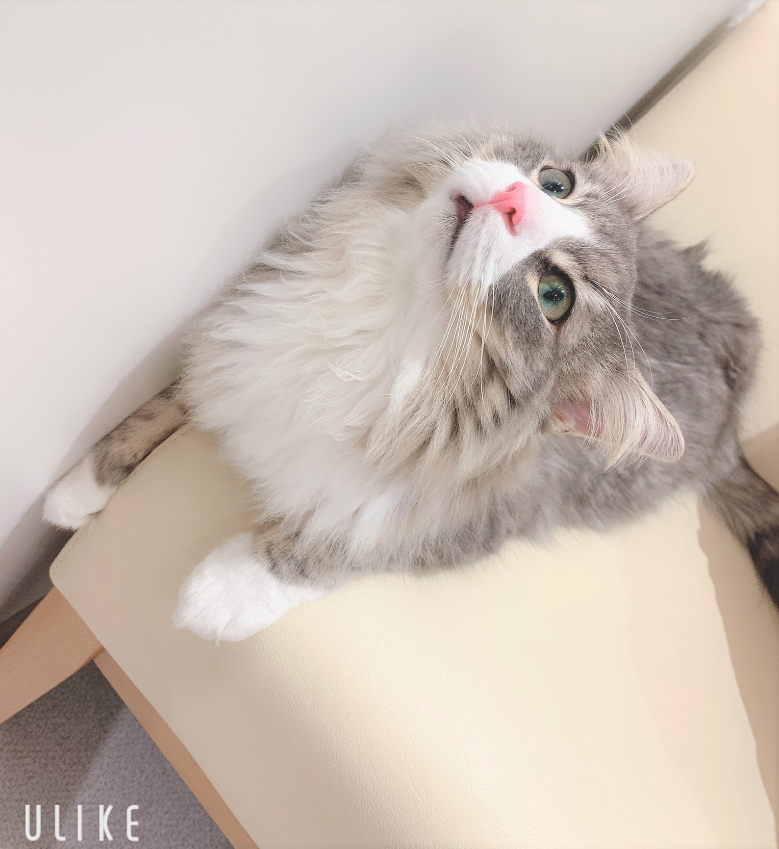 スティッチ