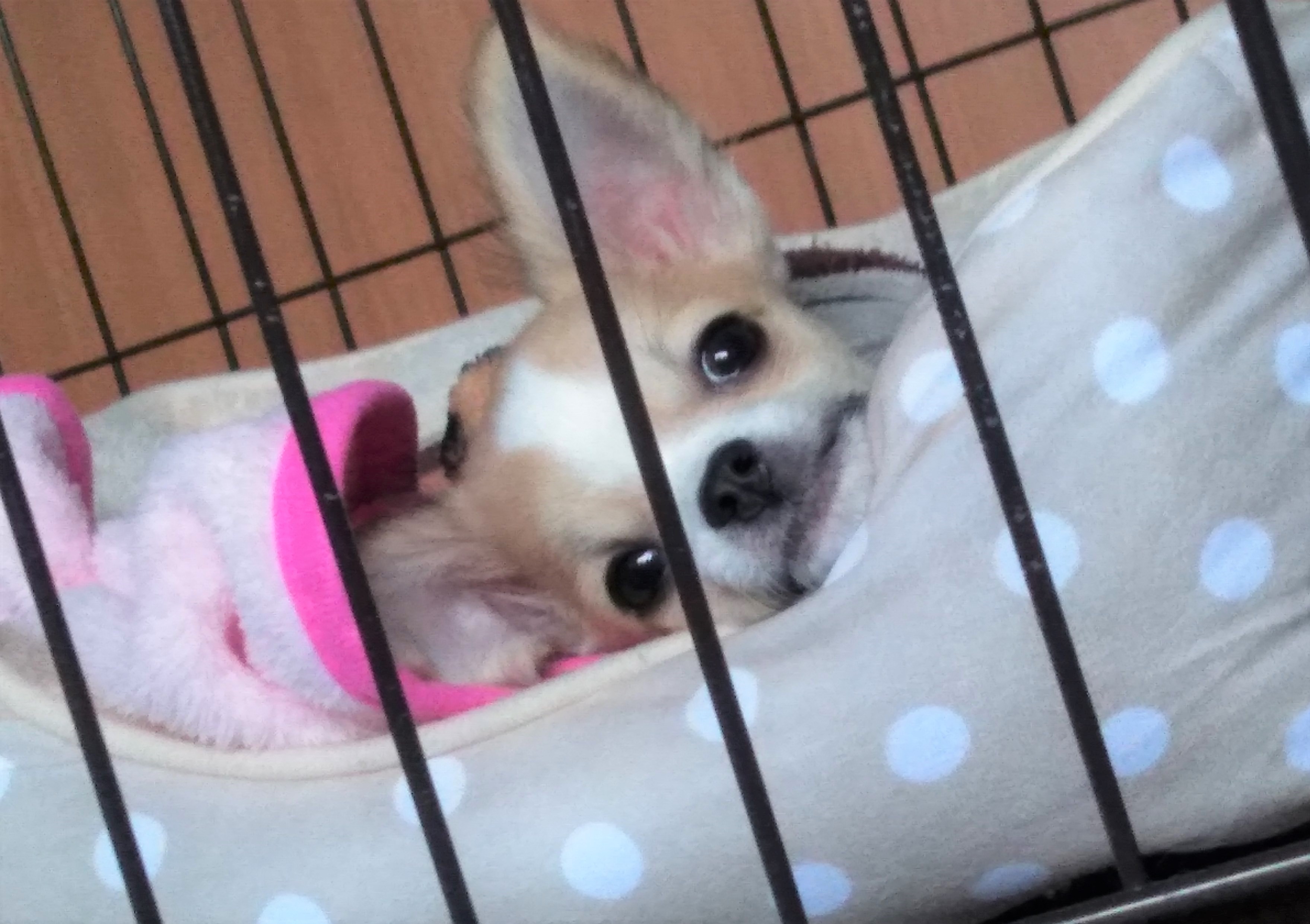テト