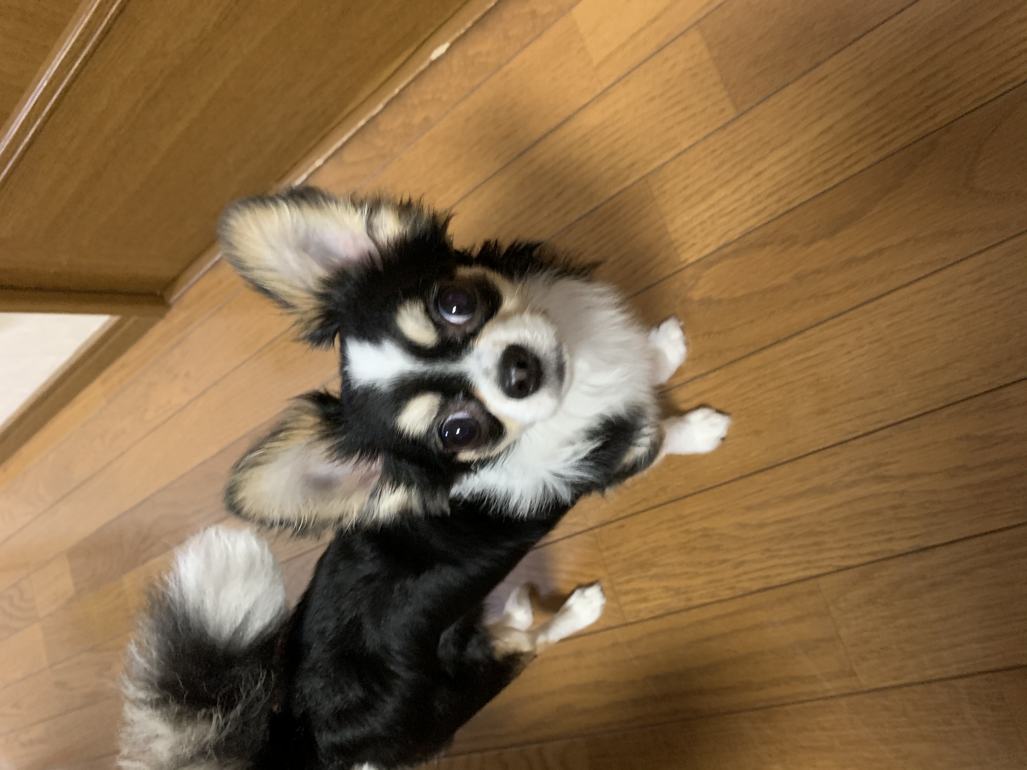 かい