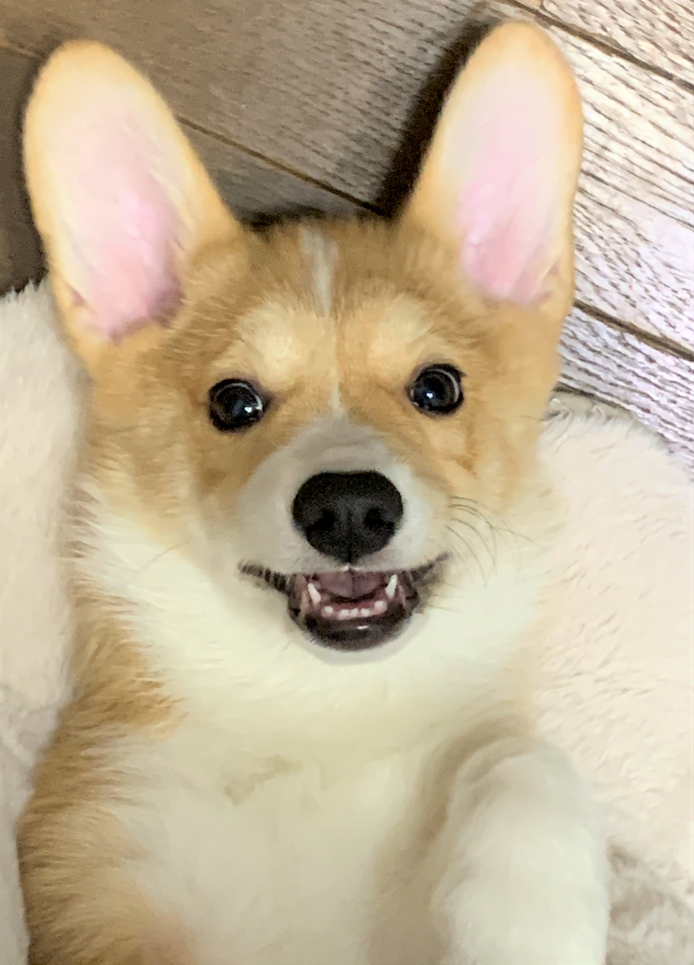 ウィル