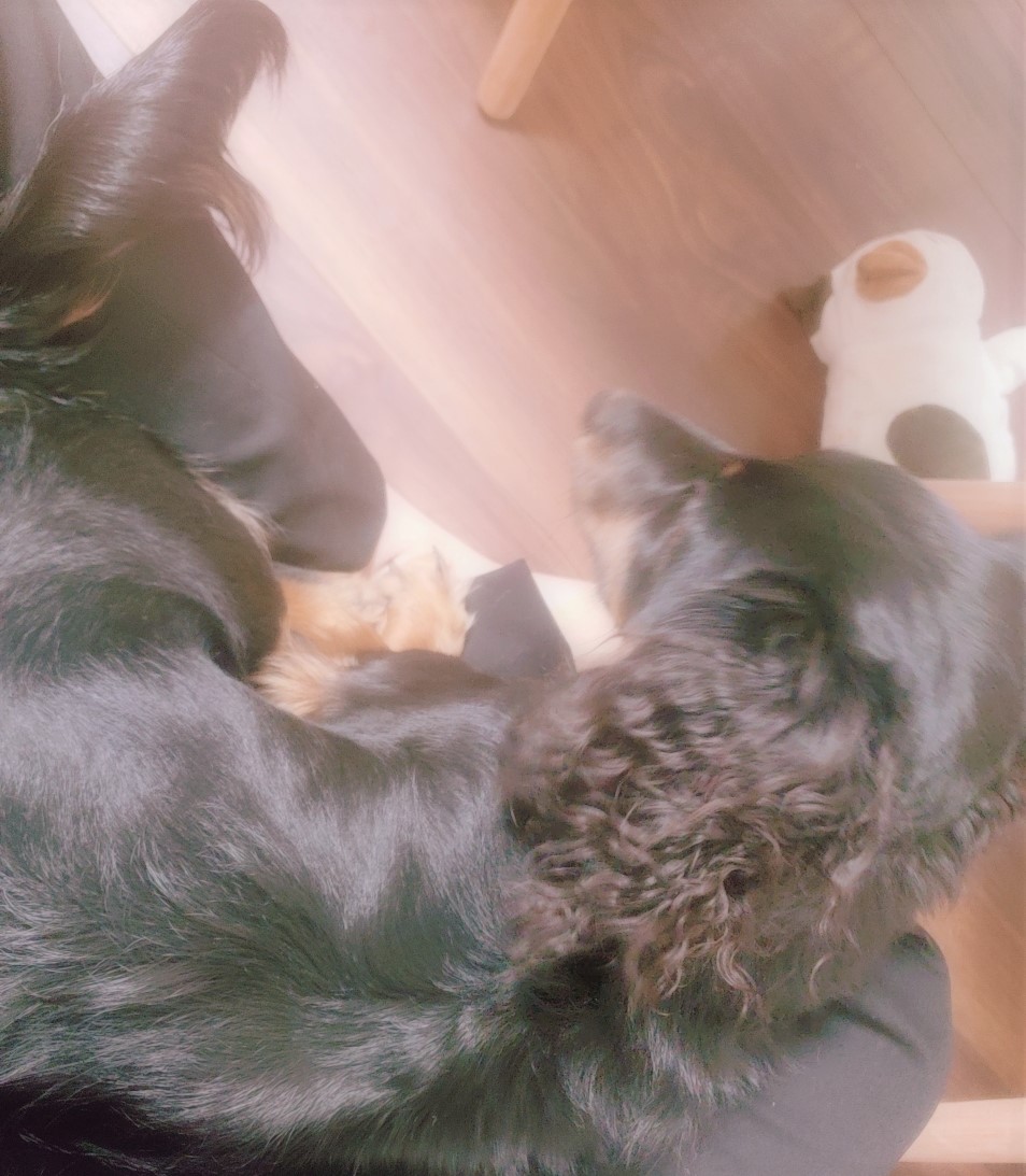 チョコ