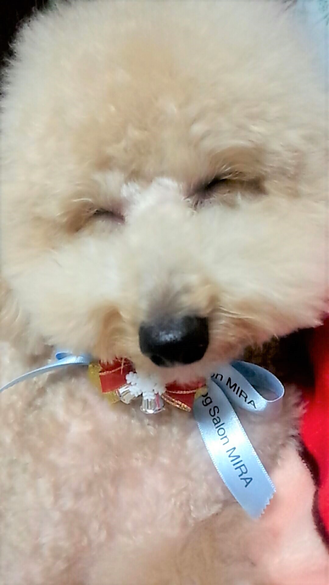麗音