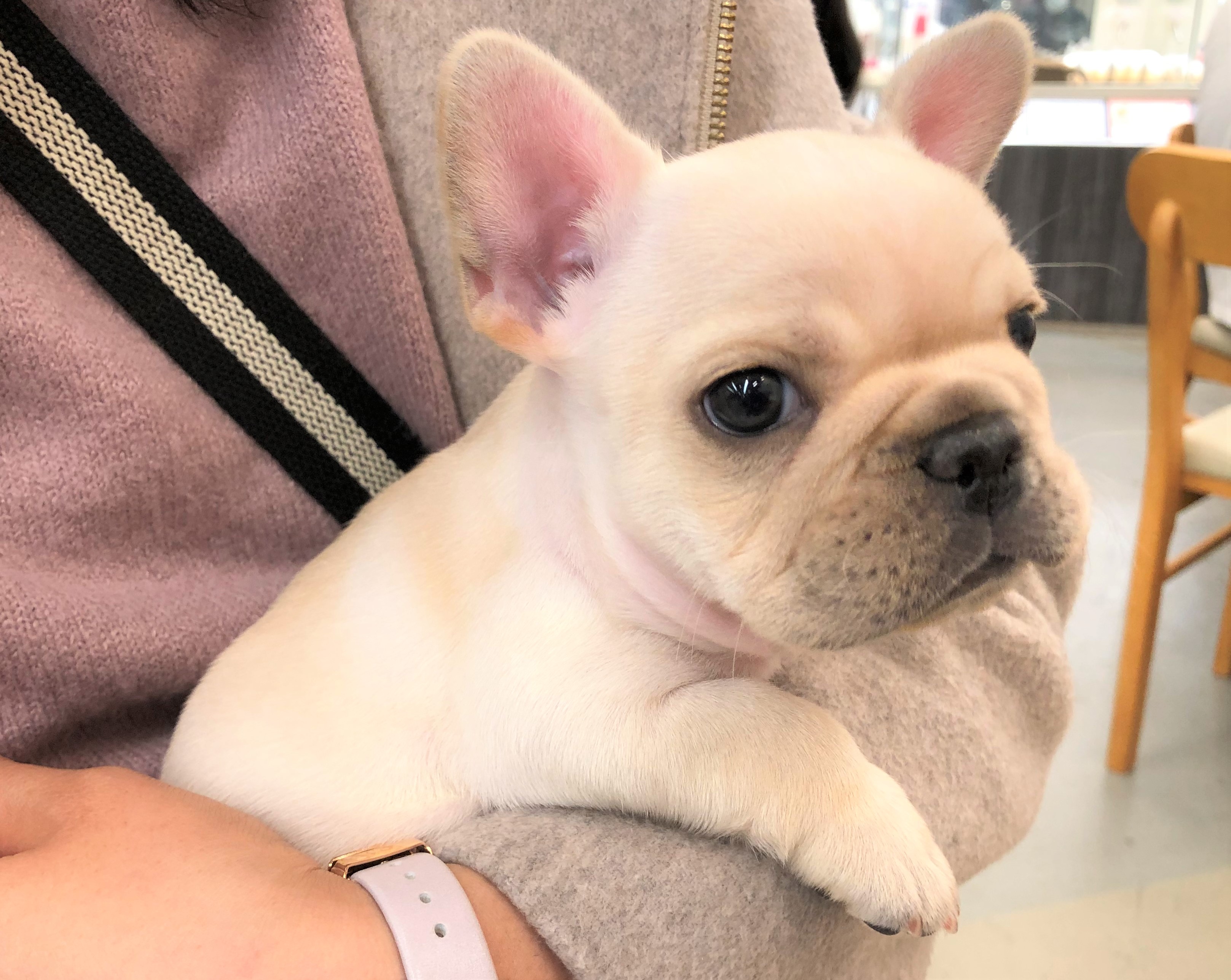 さくら