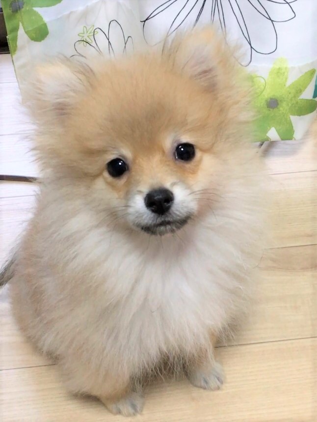むぎ