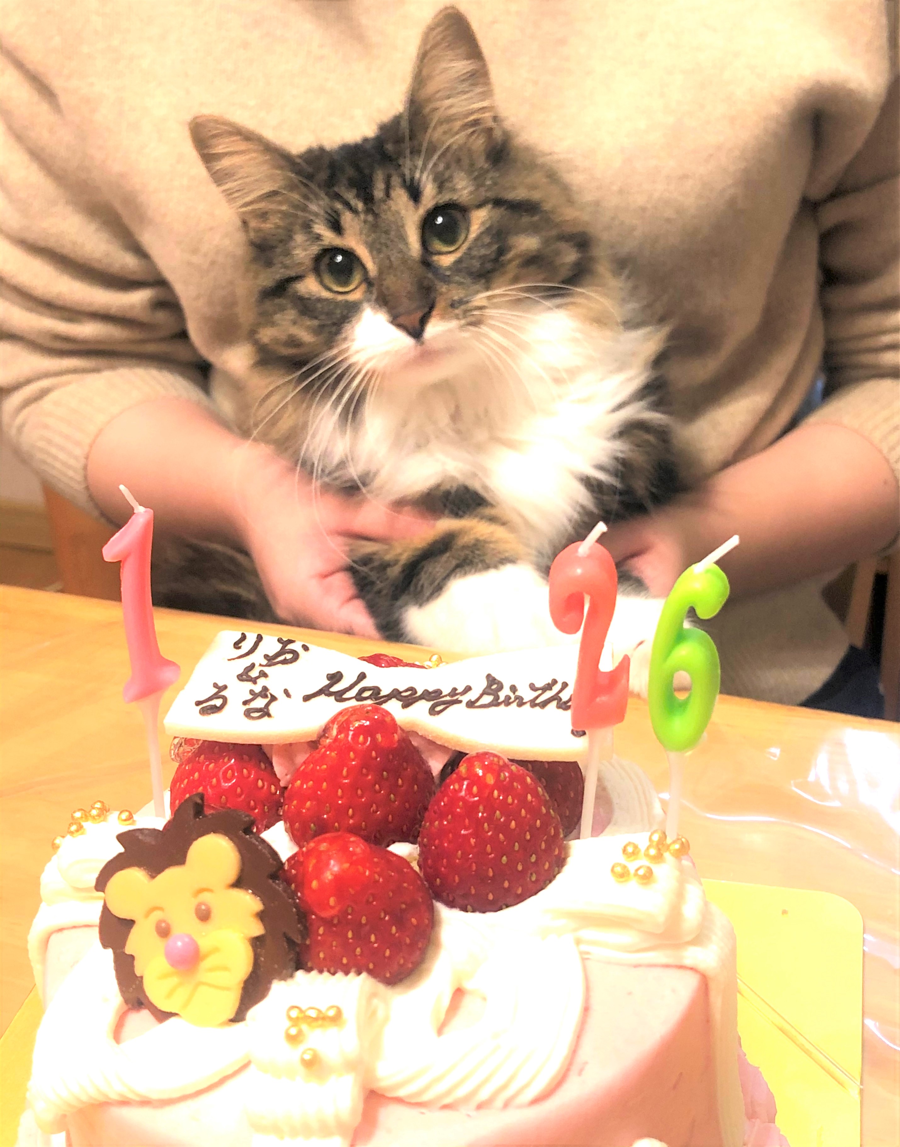 ペットプラス京都桂川店 子犬 子猫専門ペットショップの Petplus ペットプラス