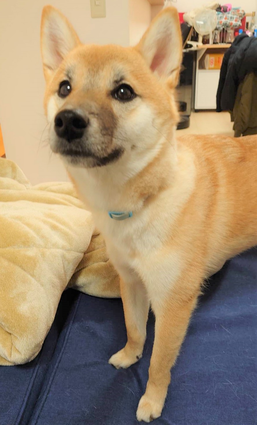 だいず