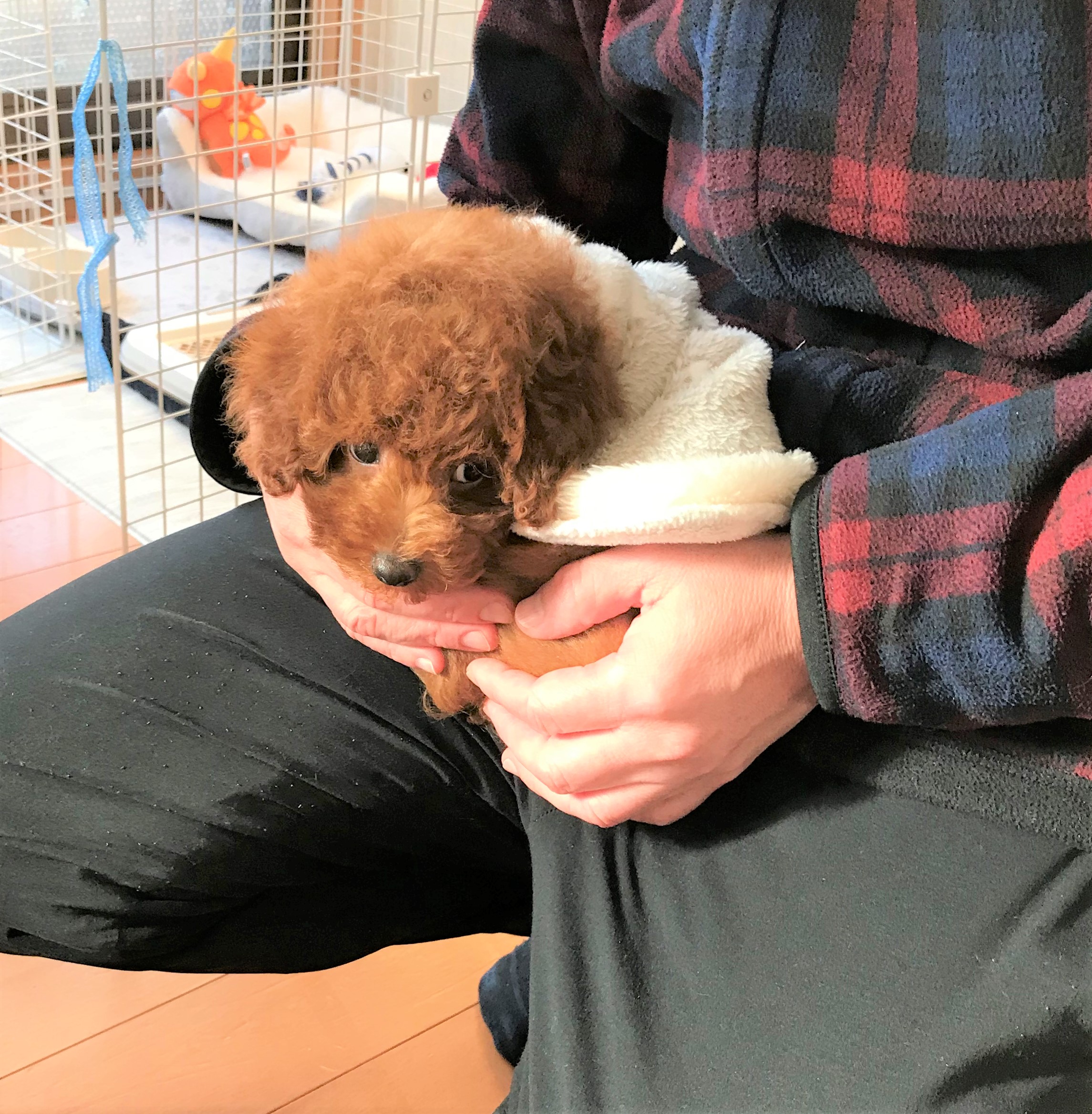 ショコラ