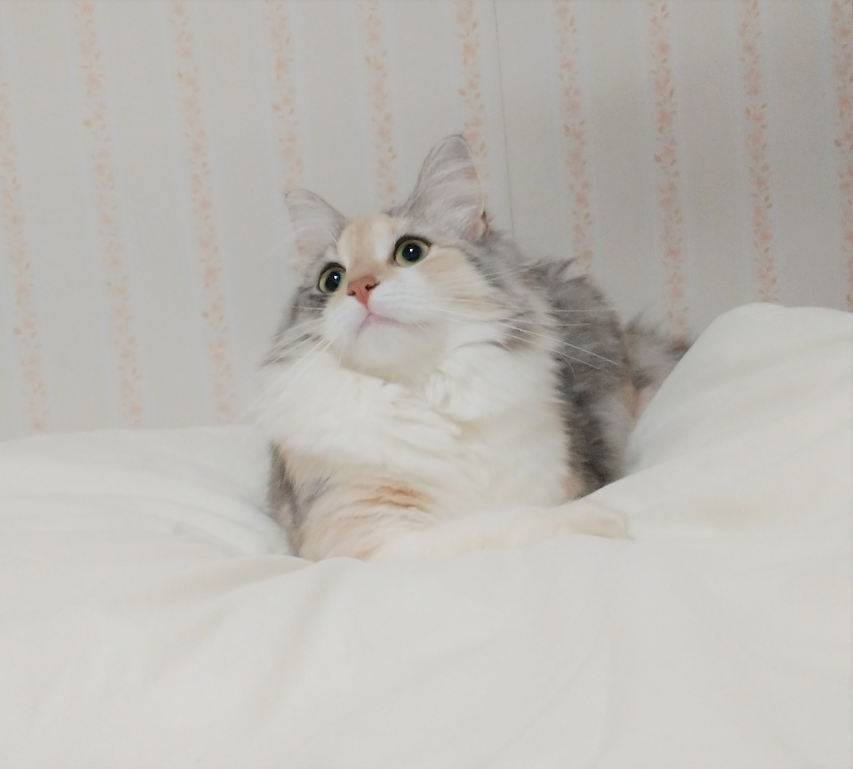 エリザベス