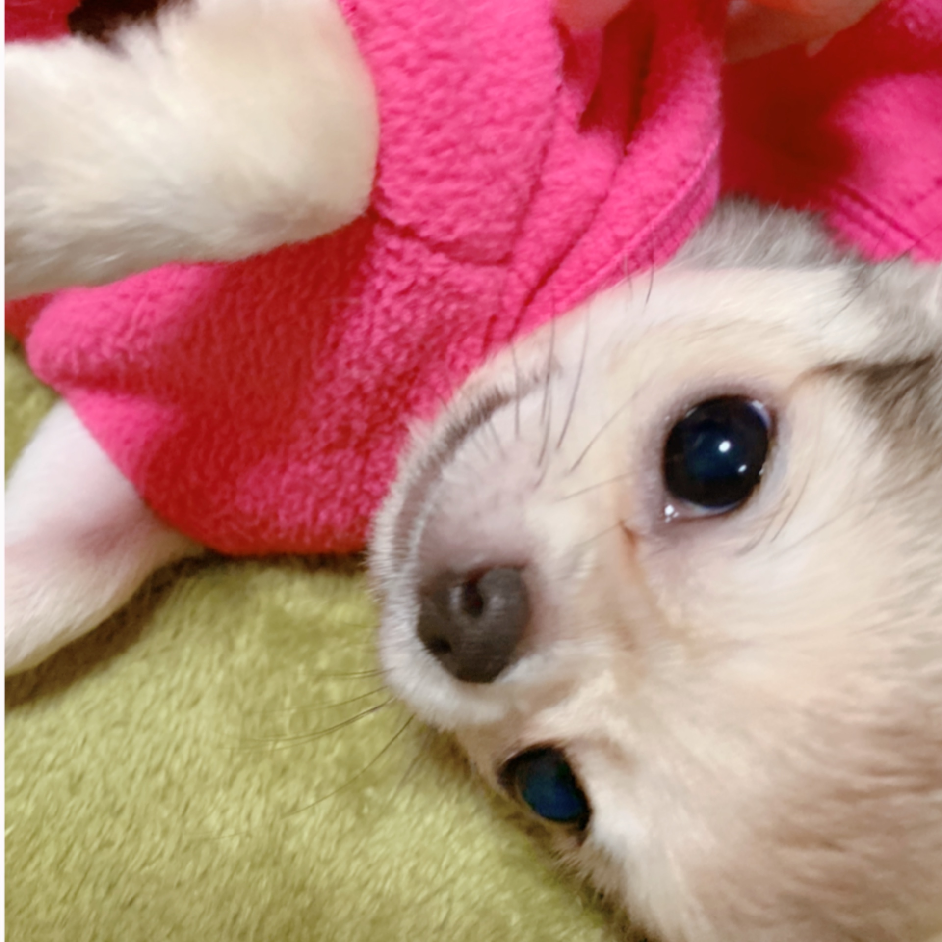 えるも