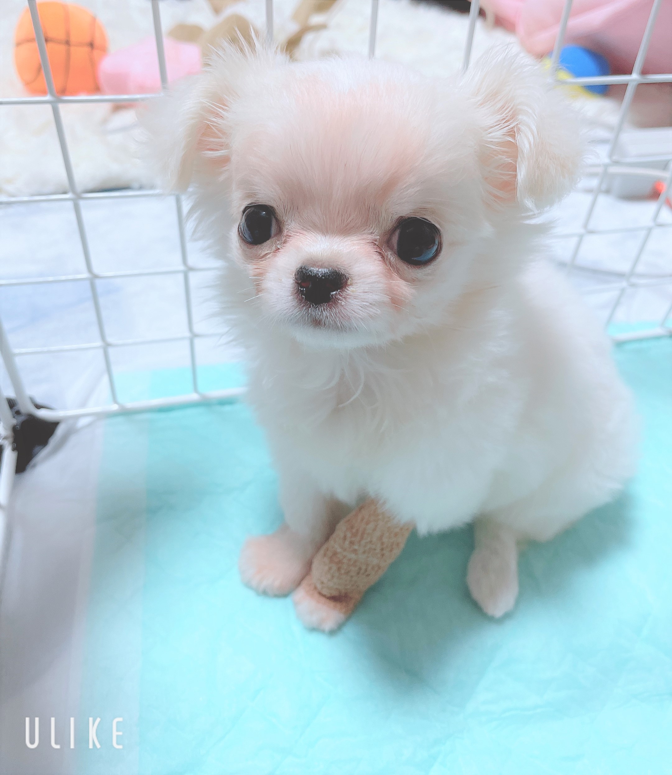 陸