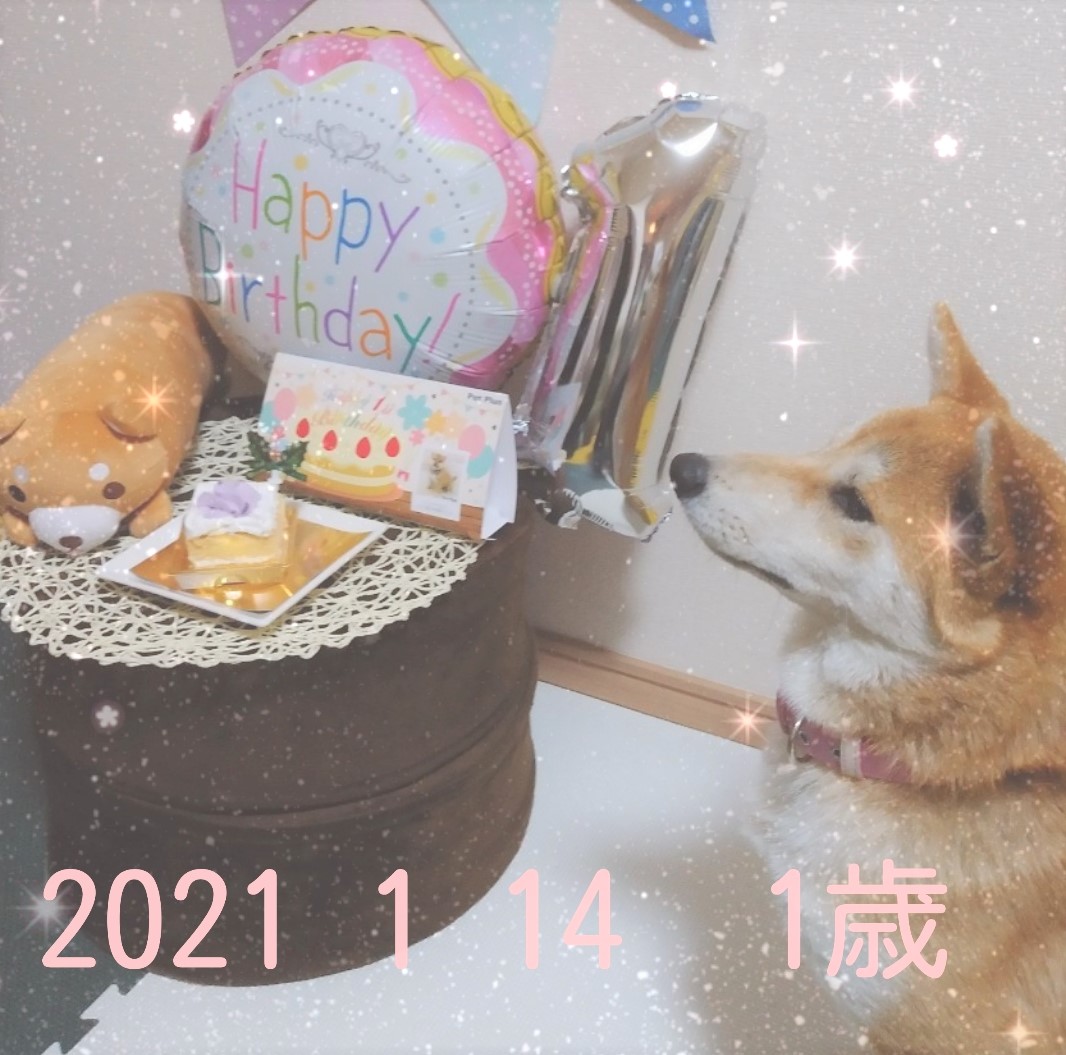 つくし