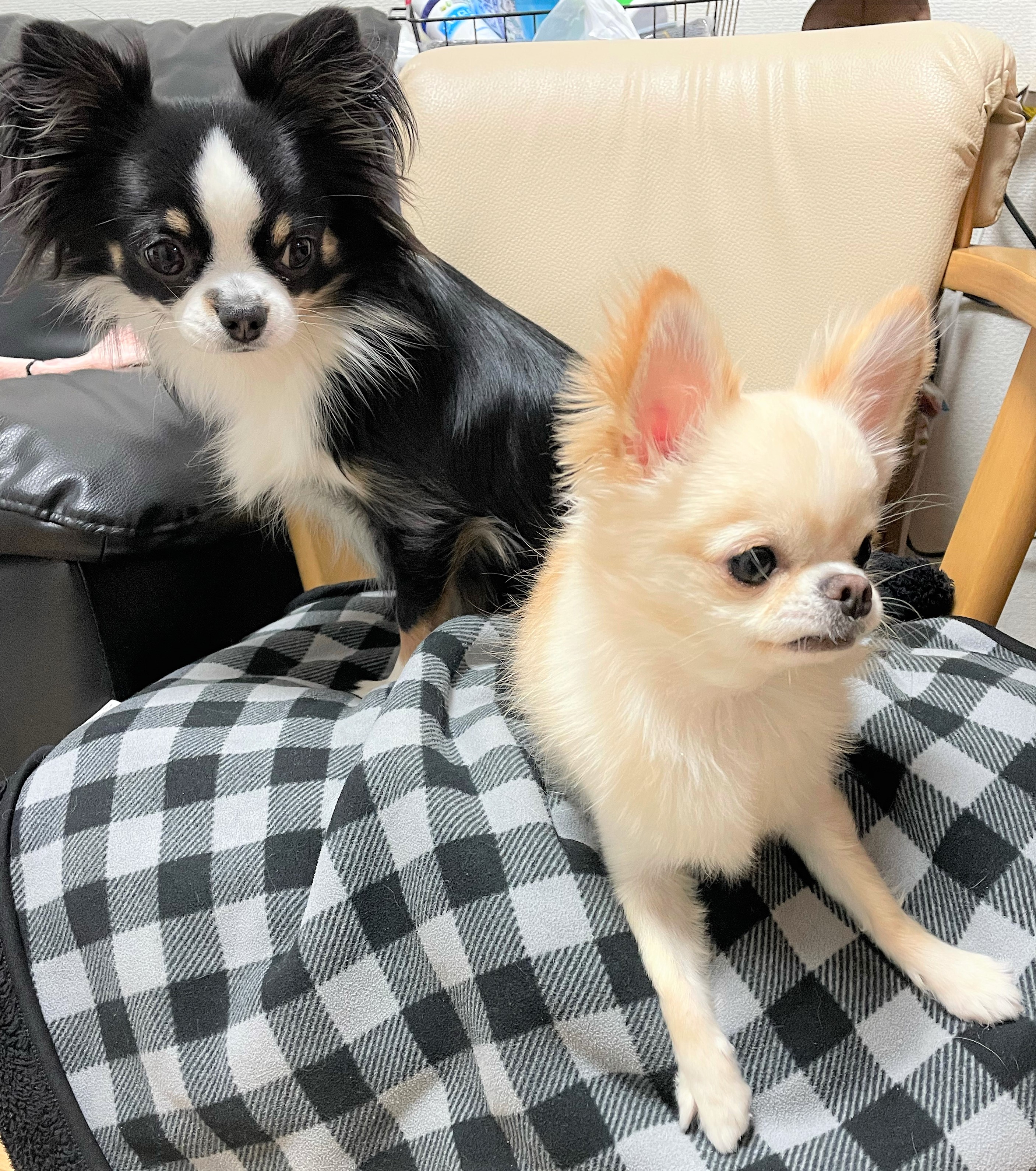 お市ちゃん&こてつ