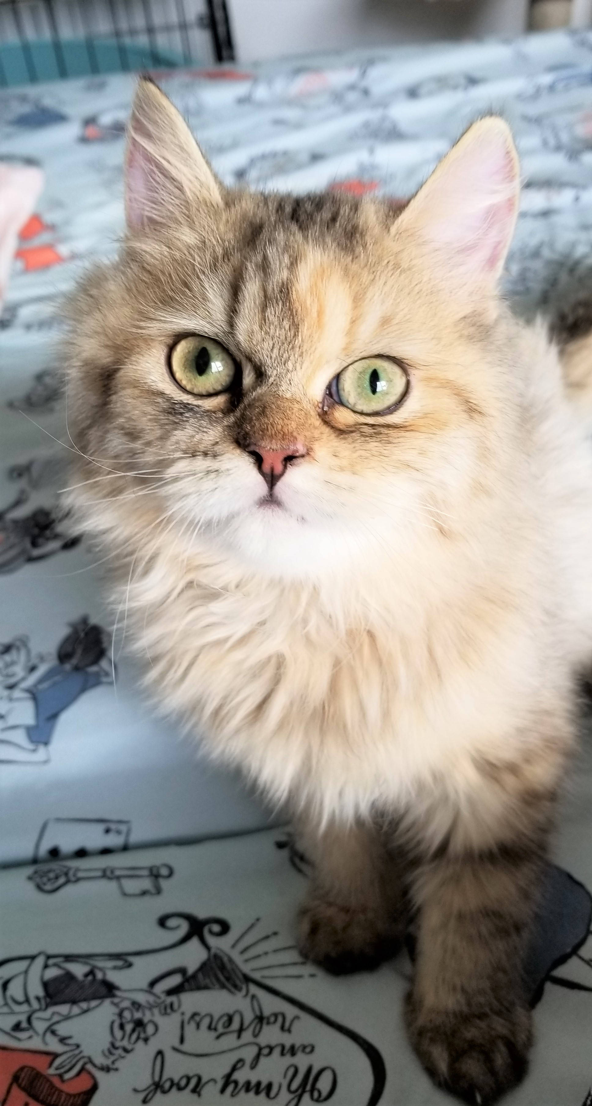 ハニー