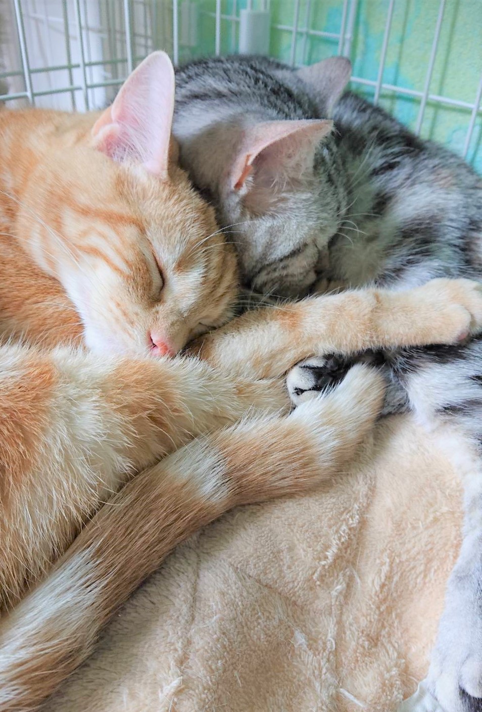 エンジェルちゃん&アンジュ
