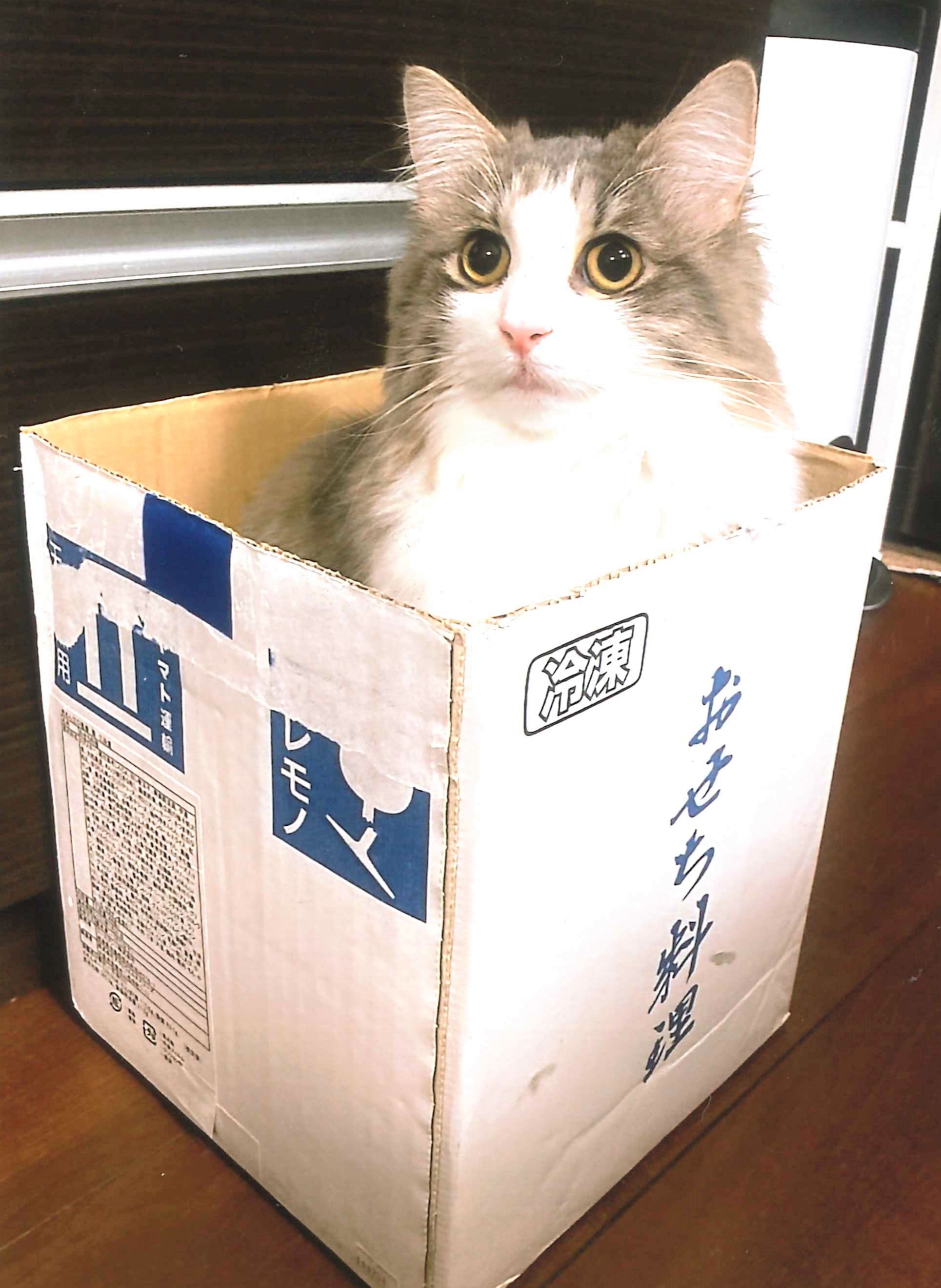 涼