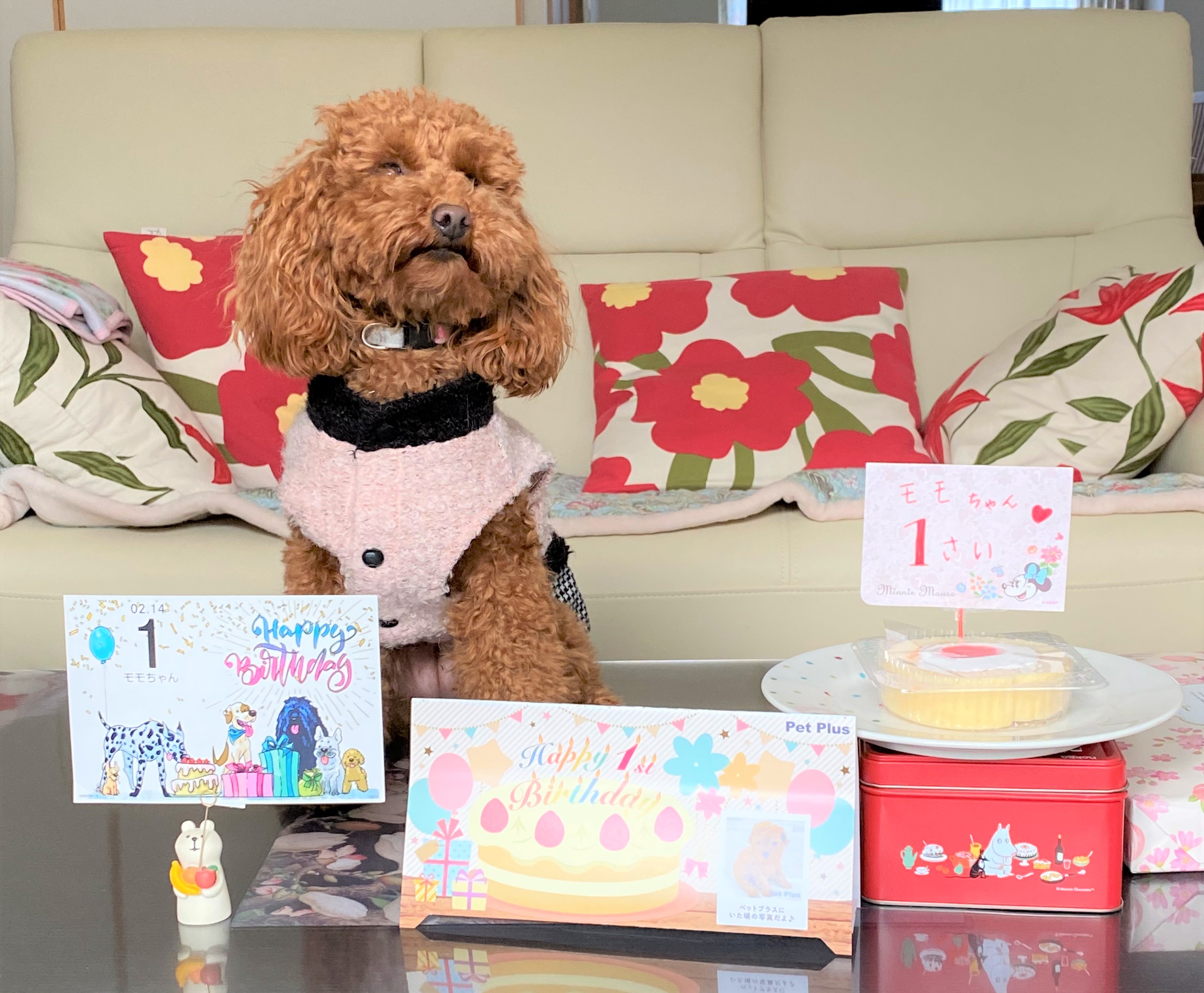 ペットプラス天童店 子犬 子猫専門ペットショップの Petplus ペットプラス ペットプラス天童店 子犬 子猫専門ペットショップの Petplus ペットプラス