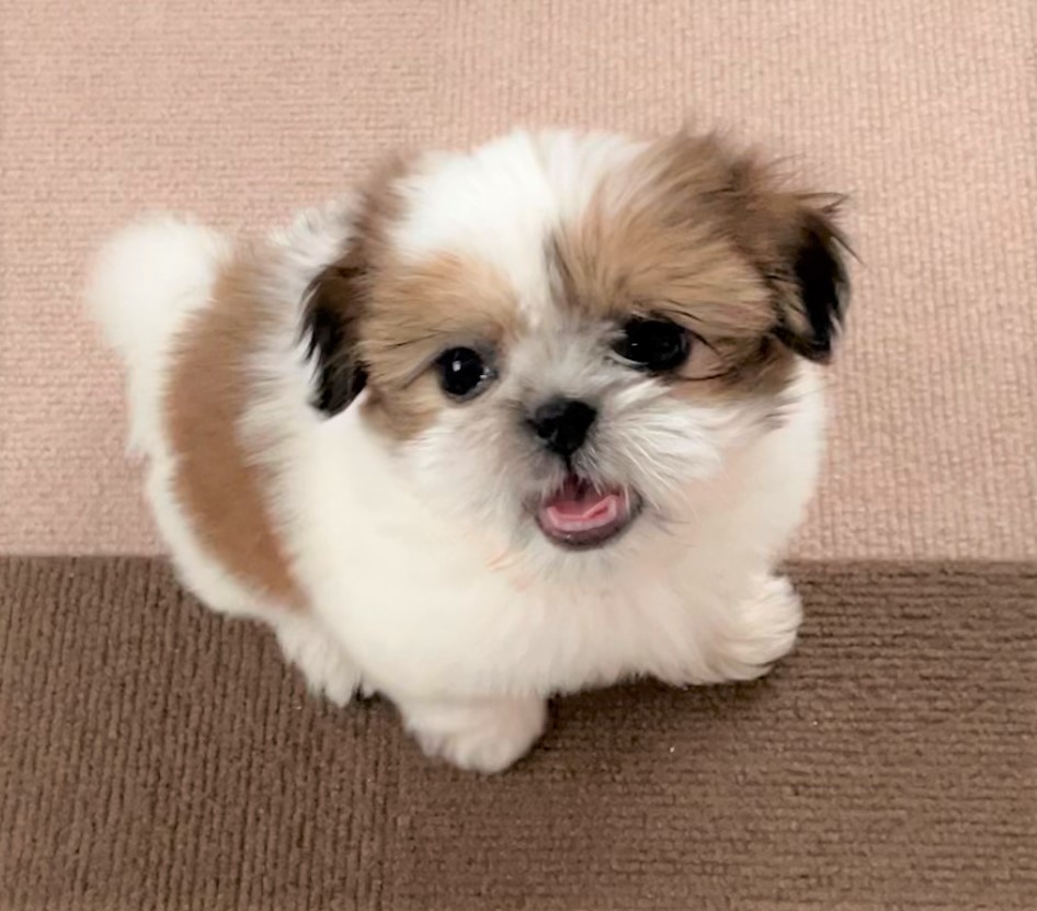 のの
