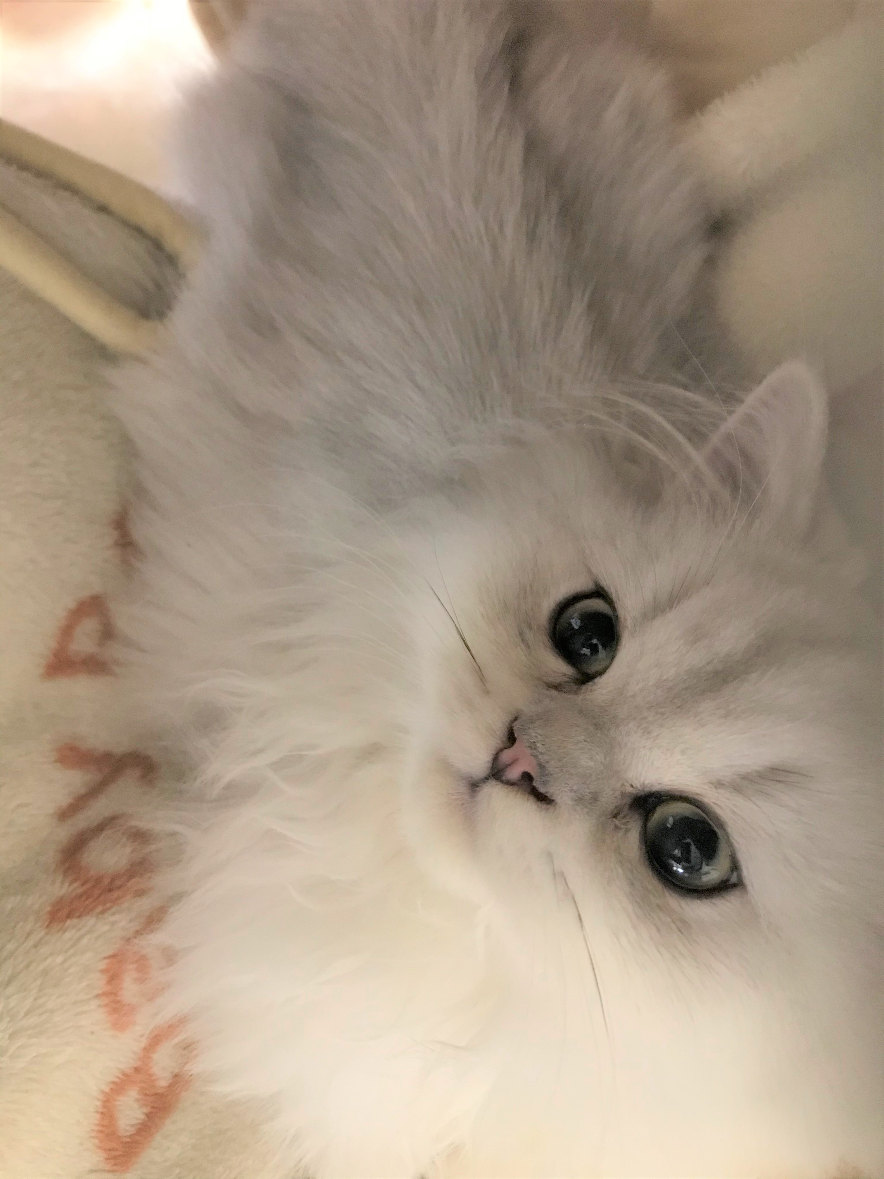 シリ