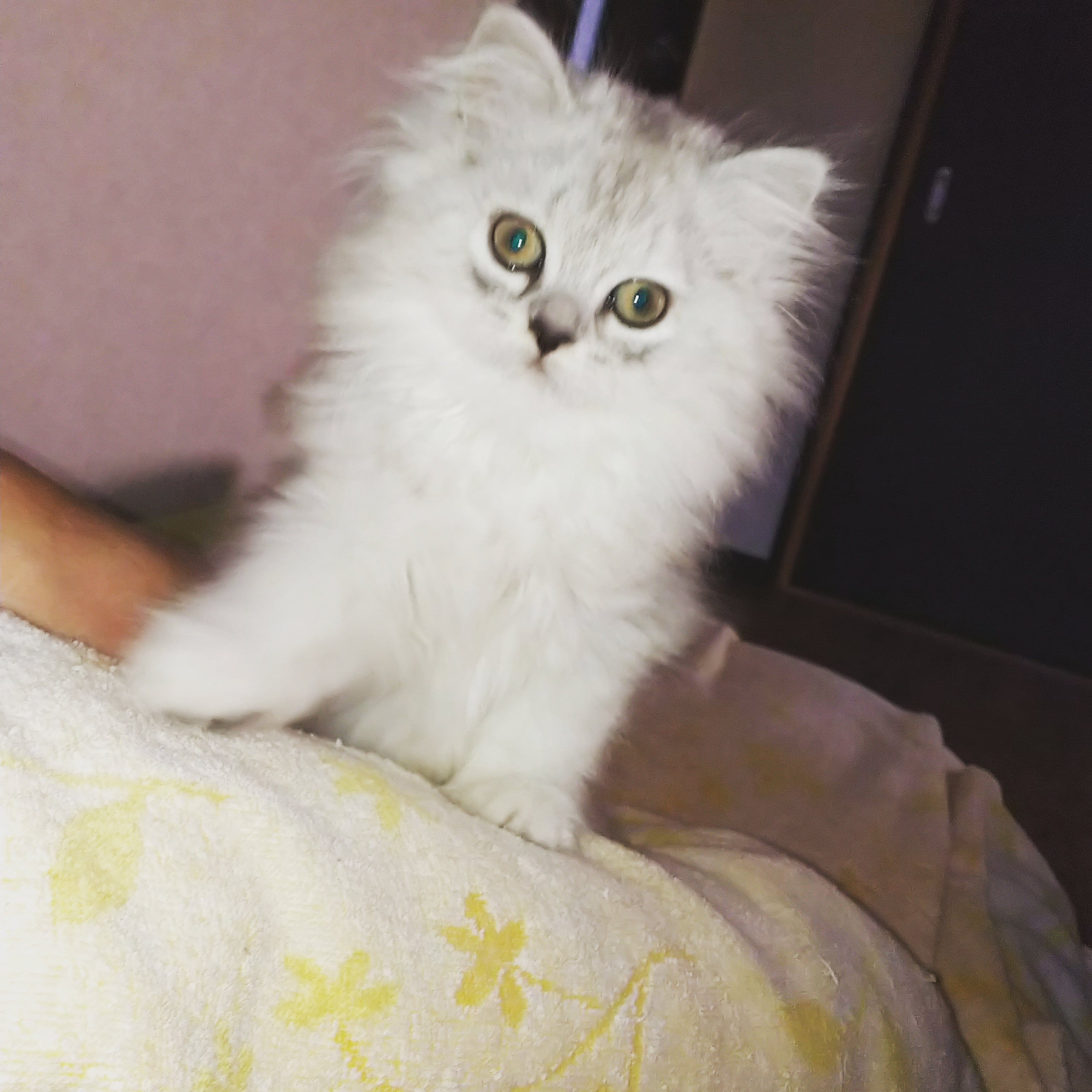 もえ