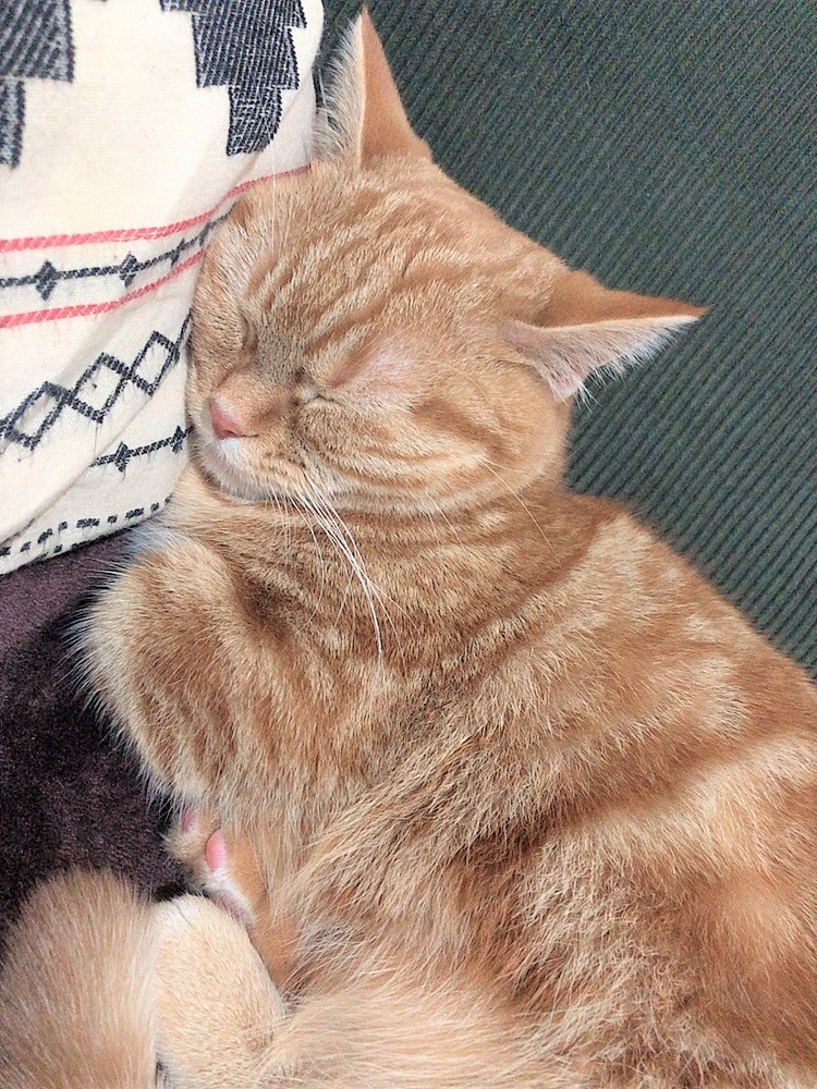 ざらめ