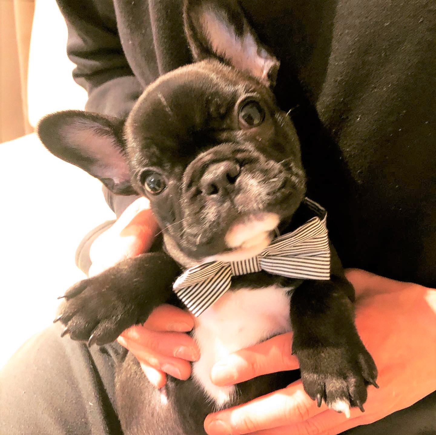 ペットプラス ピオニウォーク東松山店 子犬 子猫専門ペットショップの Petplus ペットプラス ペットプラス ピオニウォーク東松山店 子犬 子猫専門ペットショップの Petplus ペットプラス