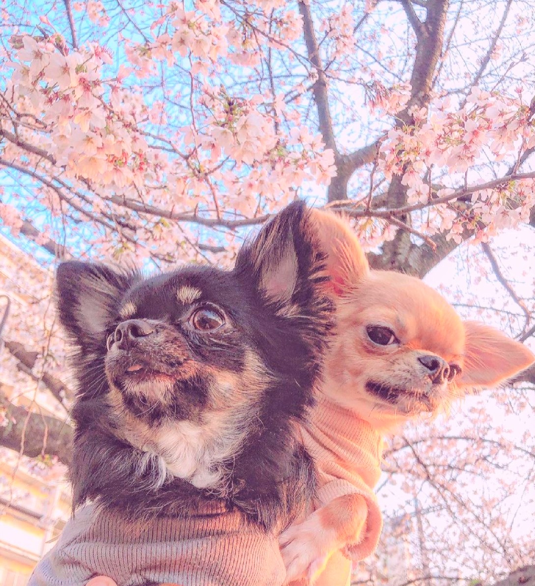 こはるちゃん&くるみちゃん&さくら