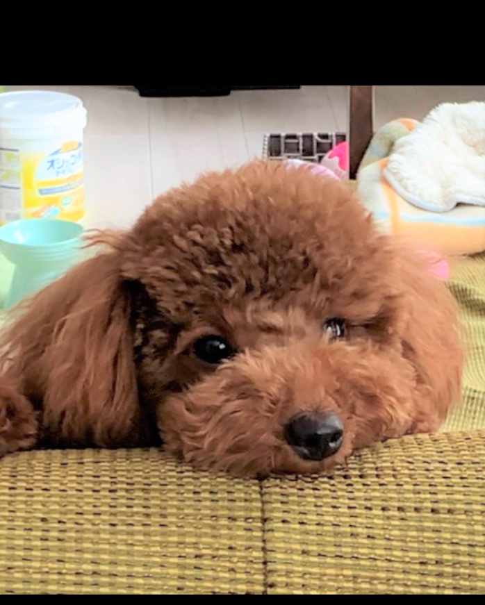 パレ