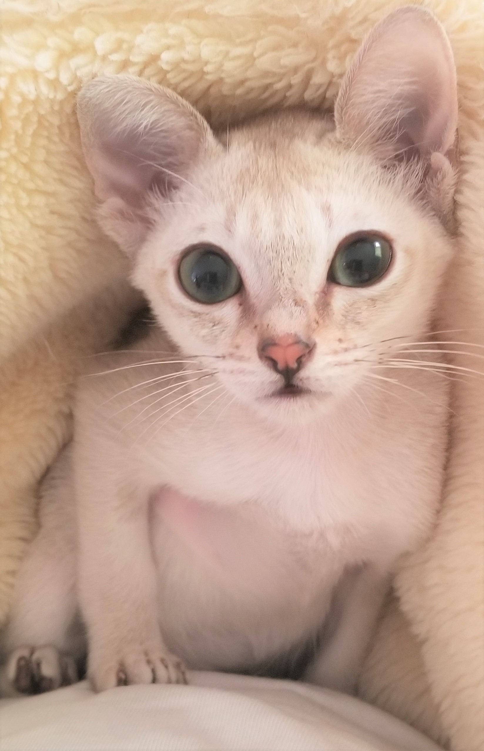オルト