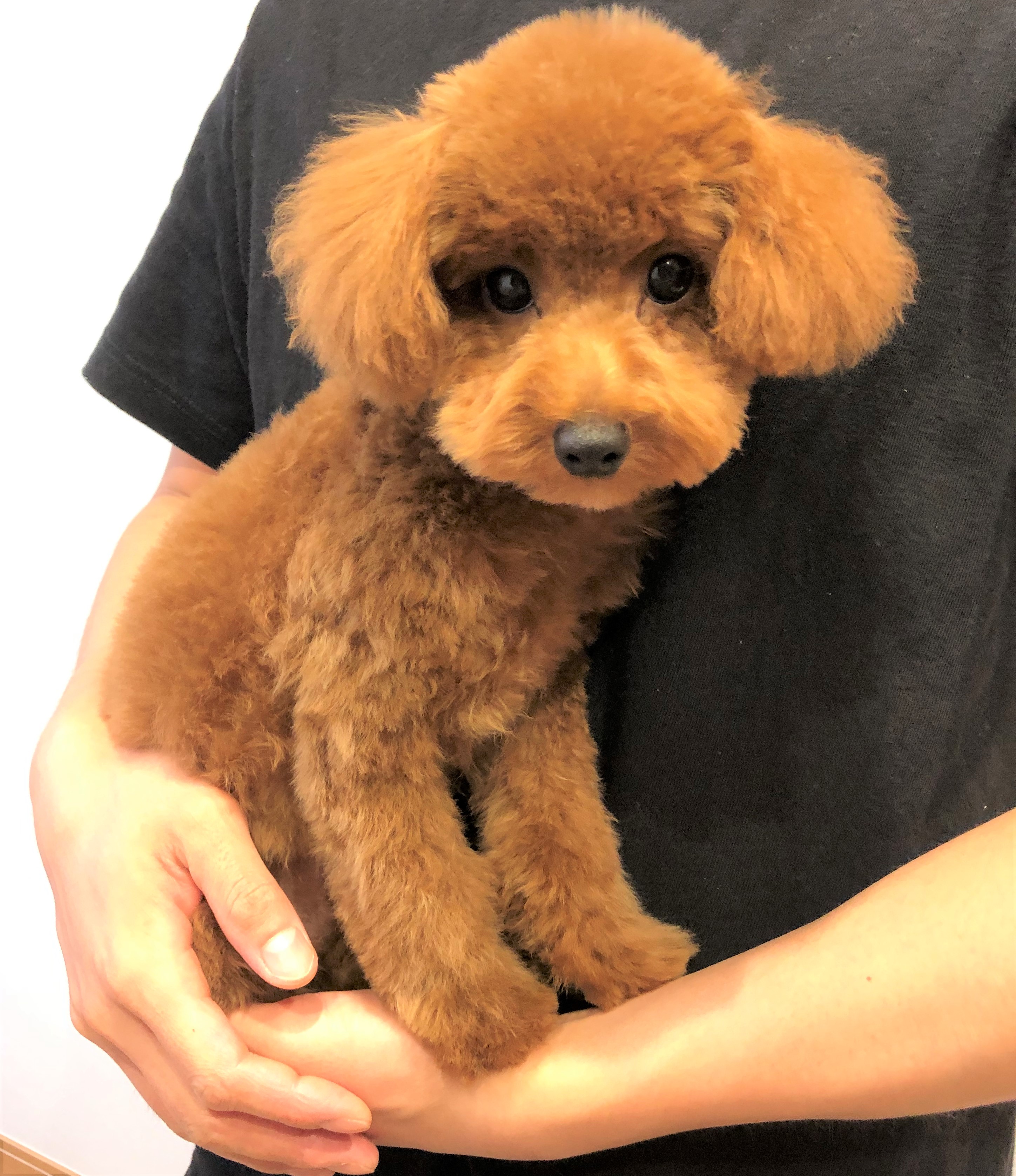ミント