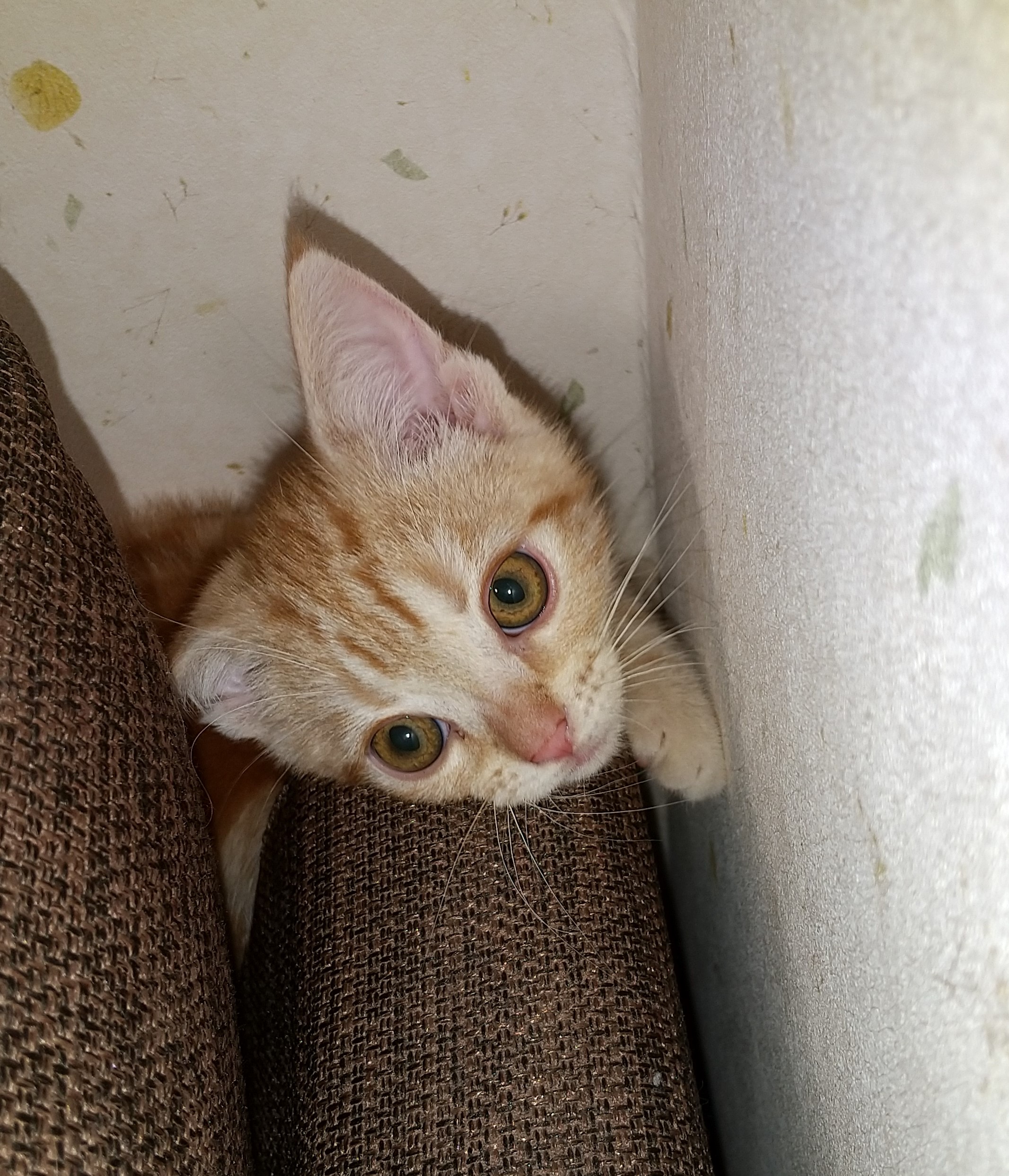 ペットプラス つくば店 子犬 子猫専門ペットショップの Petplus ペットプラス ペットプラス つくば店 子犬 子猫専門ペットショップの Petplus ペットプラス