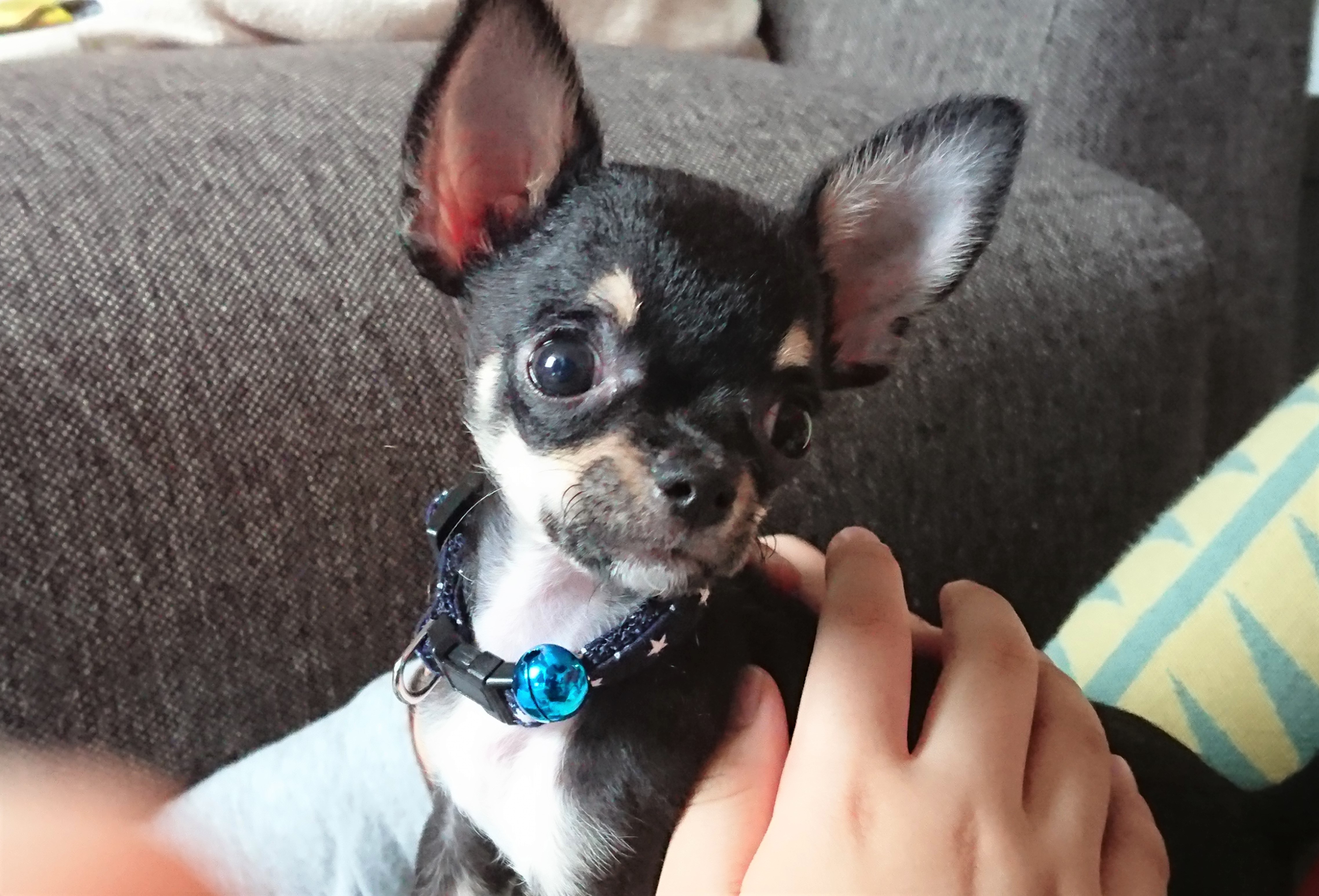 はっさく