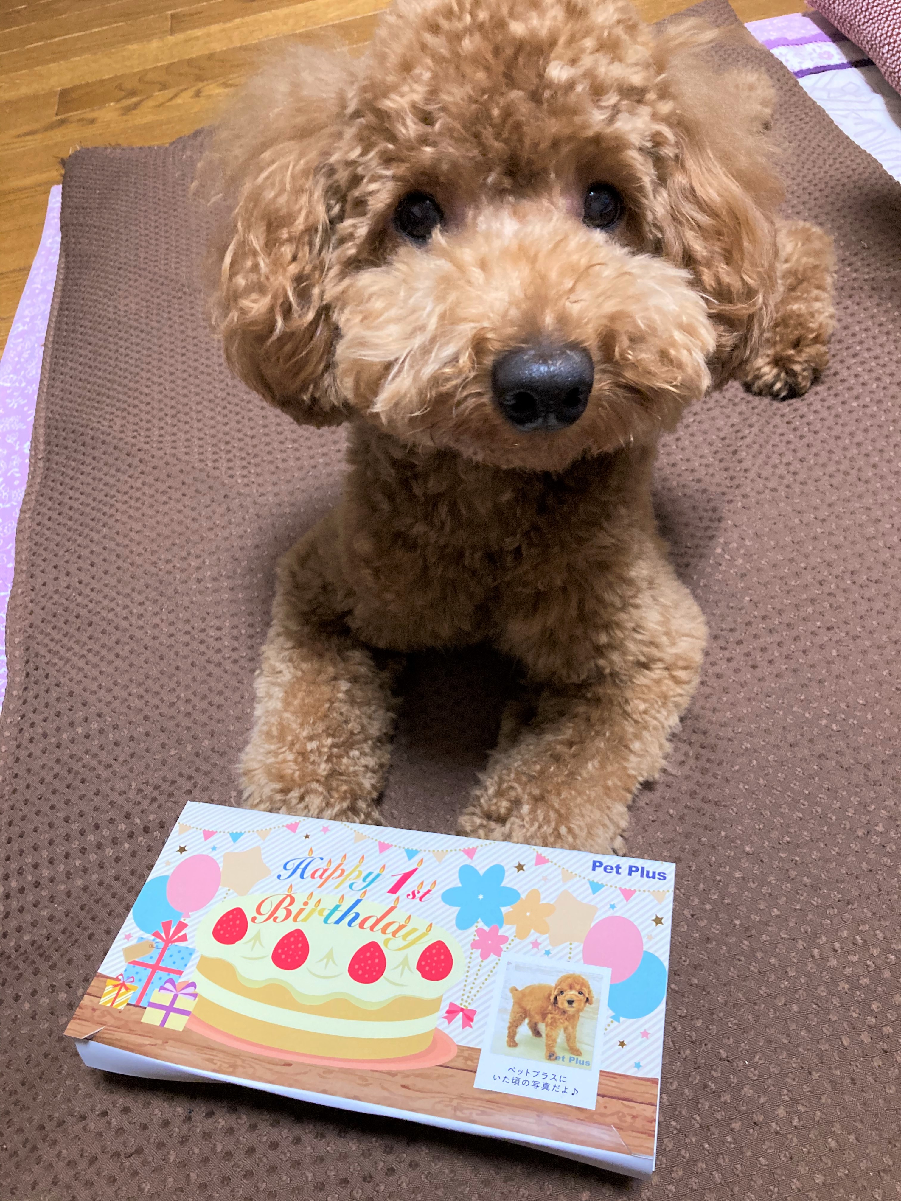 アポロ
