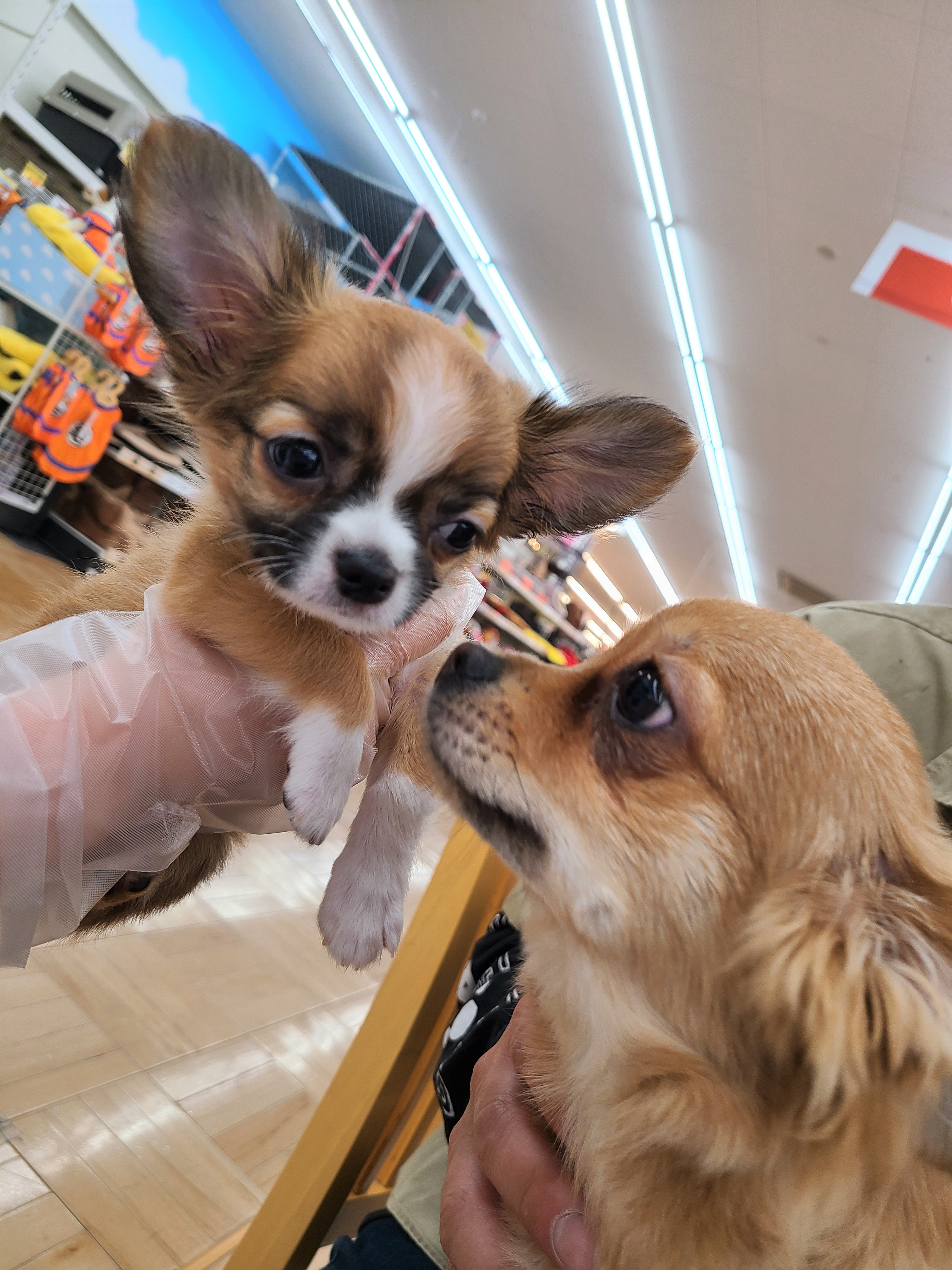 ペットプラス スーパービバホーム名古屋南店 子犬 子猫専門ペットショップの Petplus ペットプラス