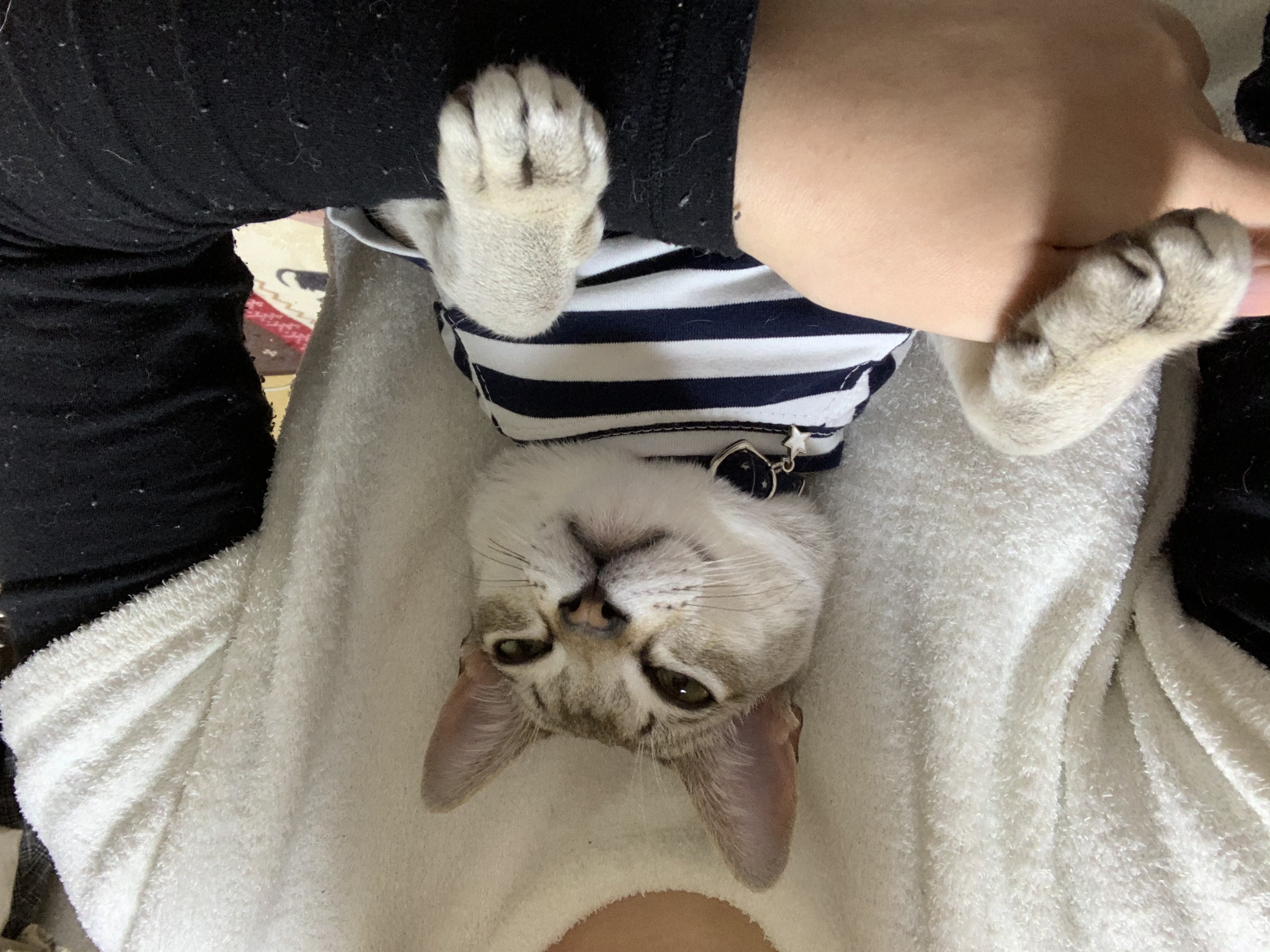 バロン