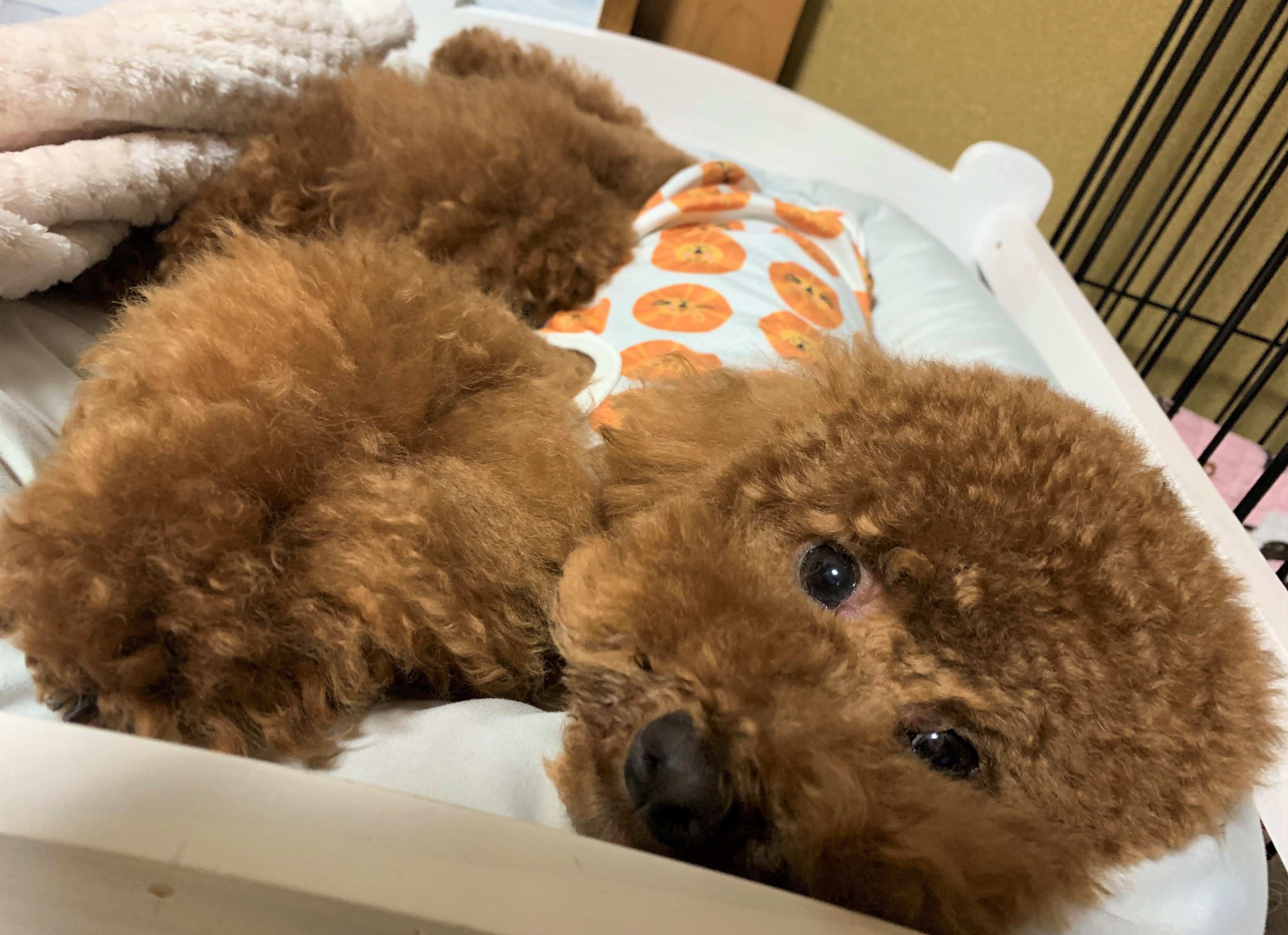 きなこ