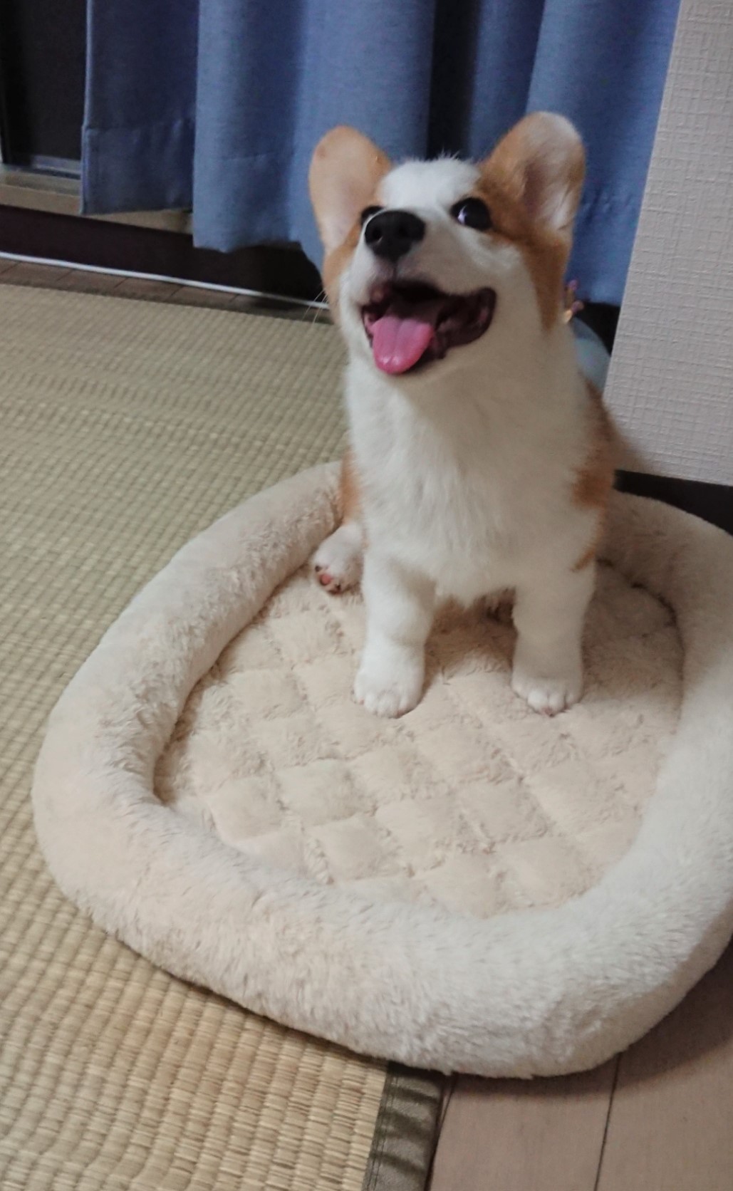 ちくわ
