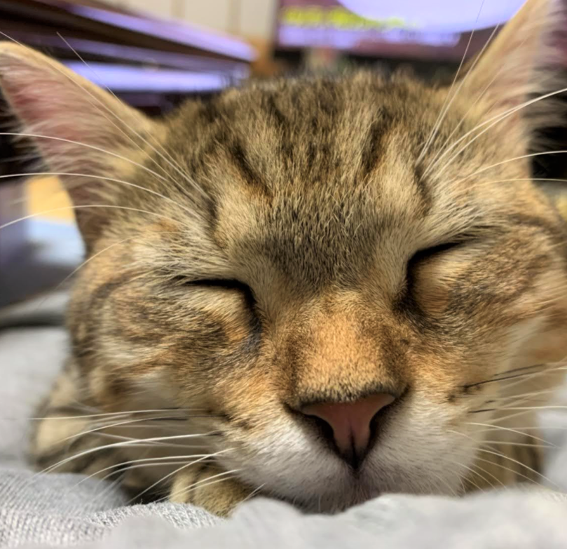 きなこ
