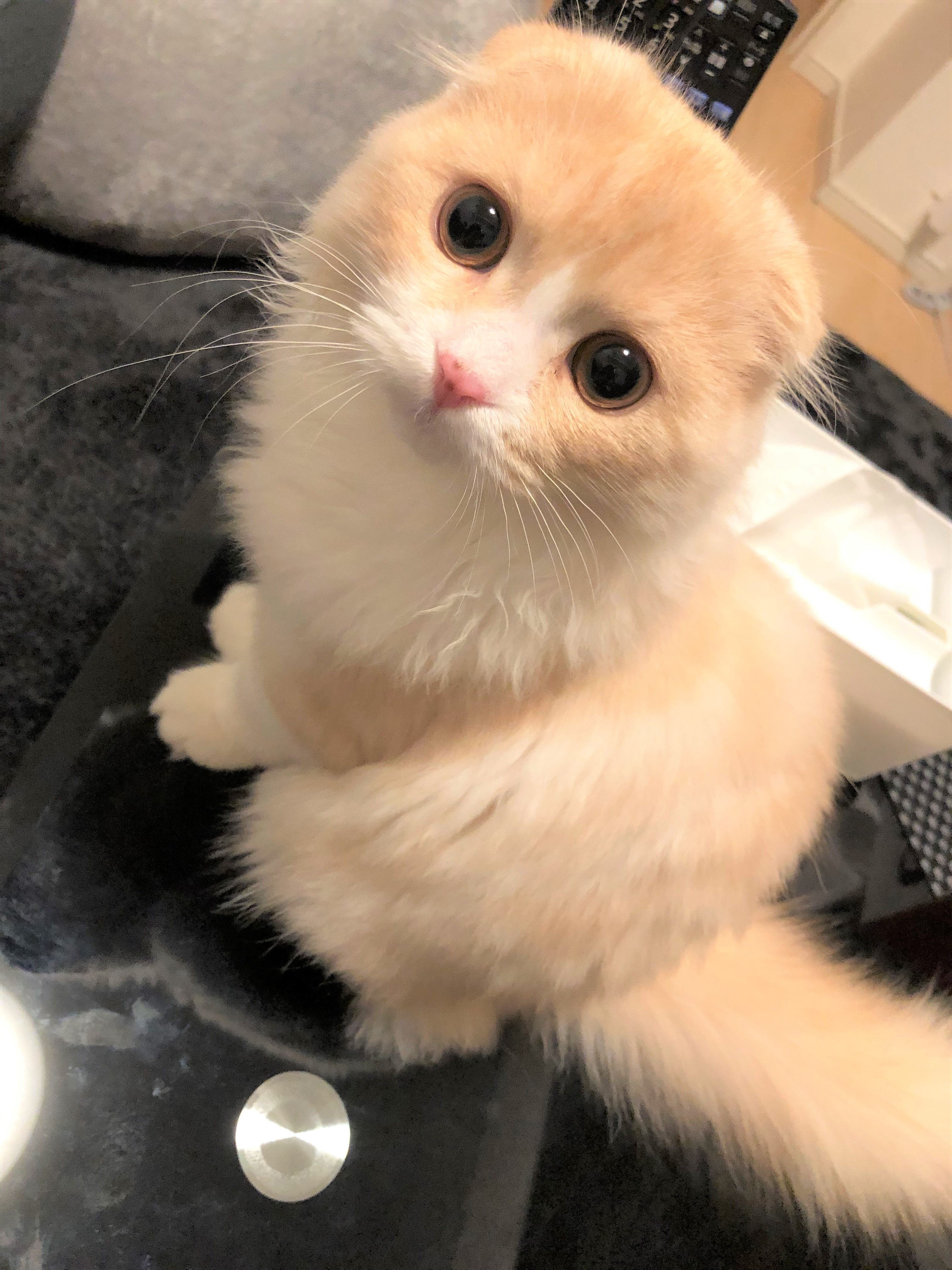 もち