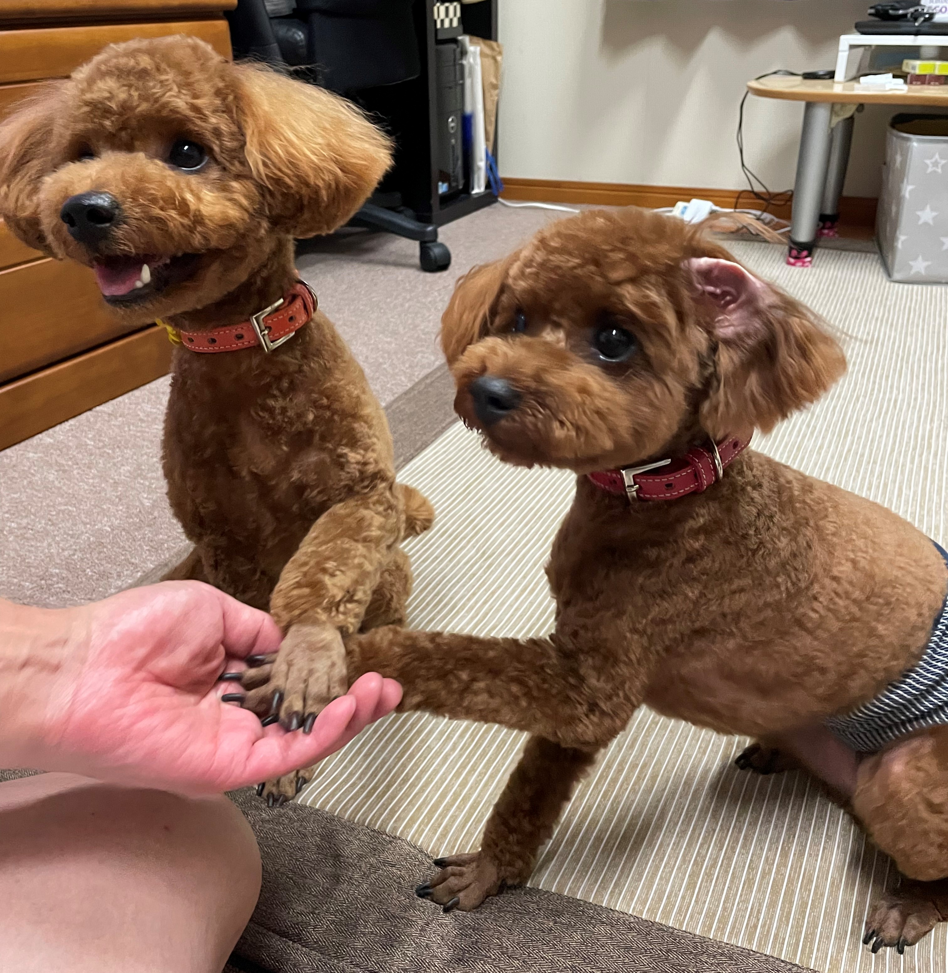 チョキ&タッチ