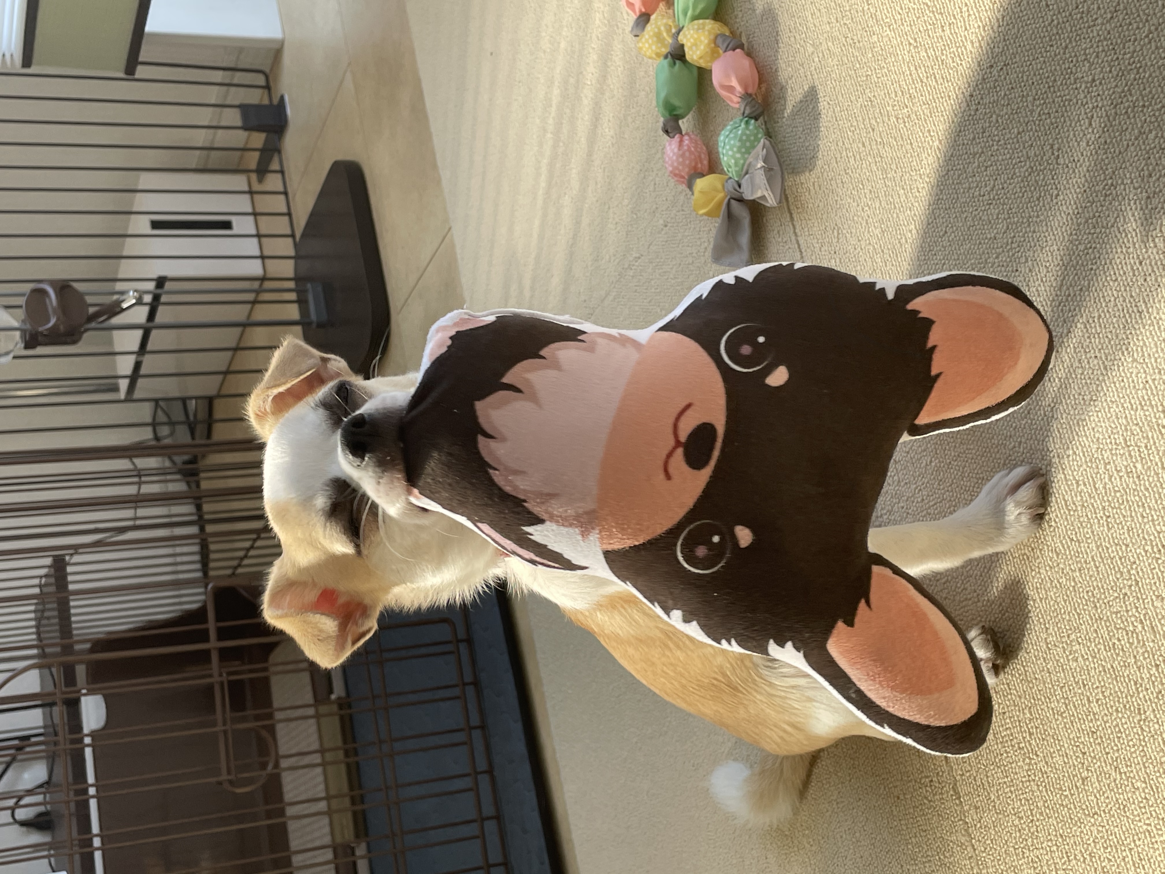 ニコ
