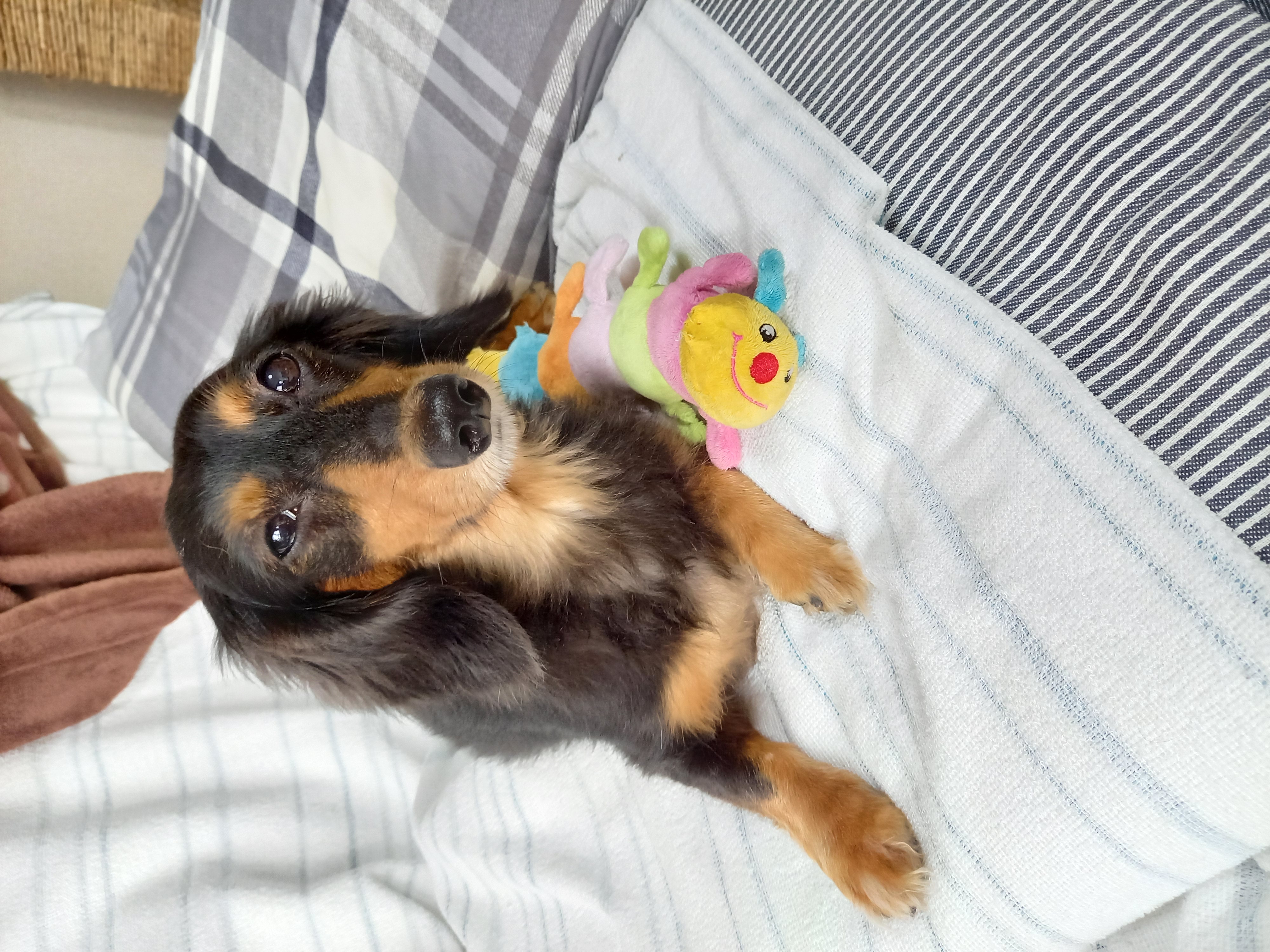 ペットプラス幕張新都心店 子犬 子猫専門ペットショップの Petplus ペットプラス