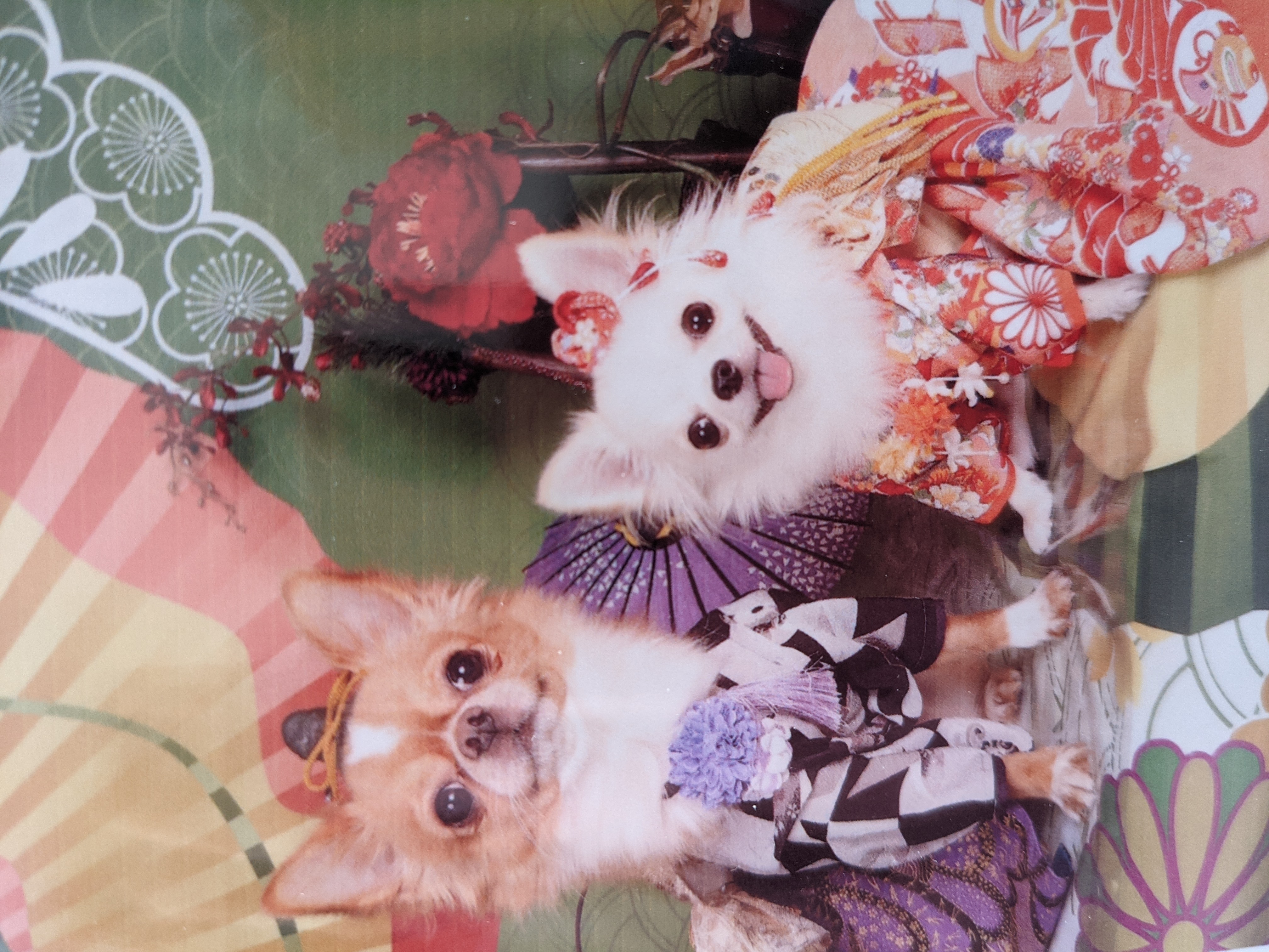 シフォン&みるく