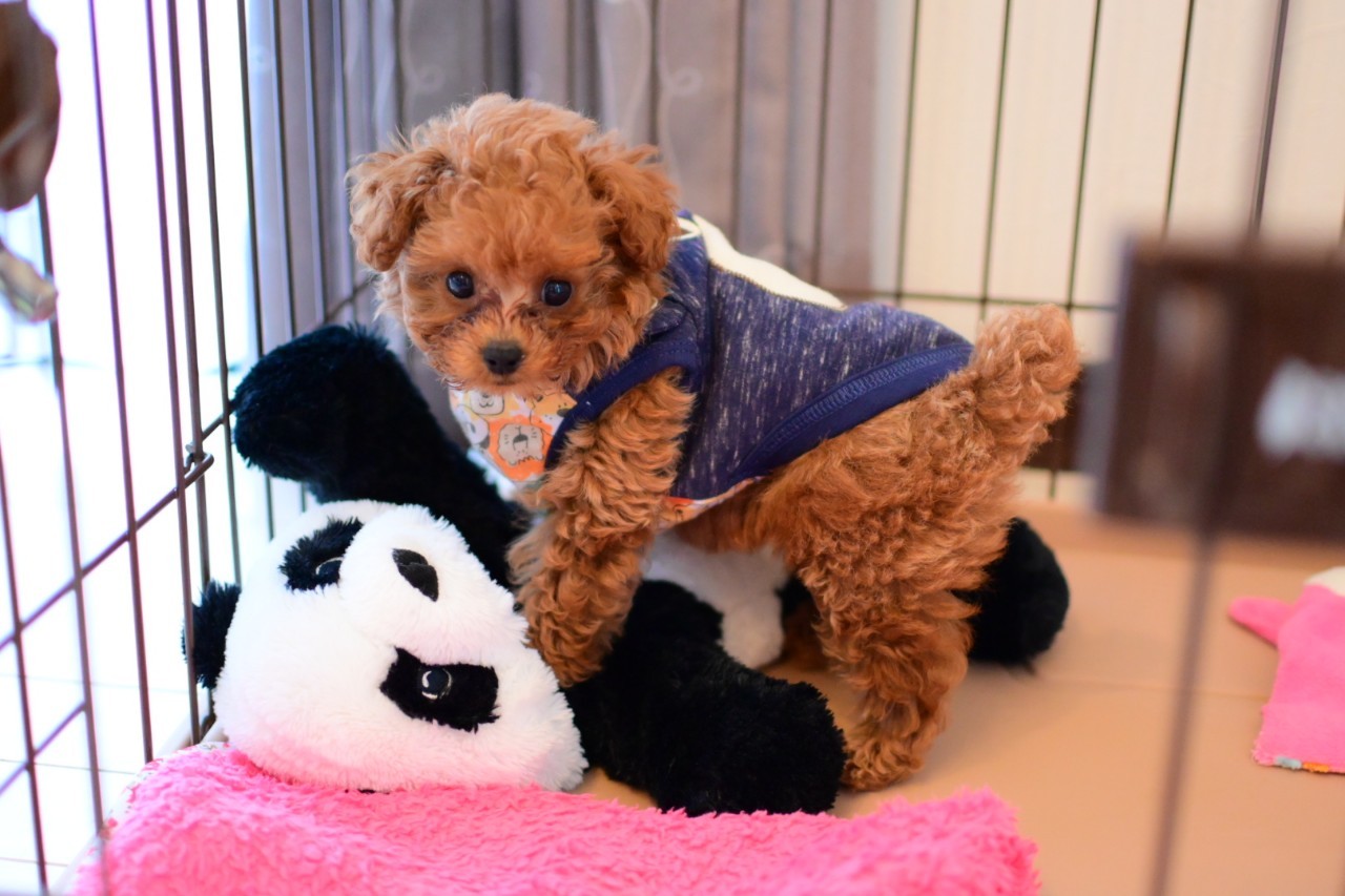 ペットプラス幕張新都心店 子犬 子猫専門ペットショップの Petplus ペットプラス