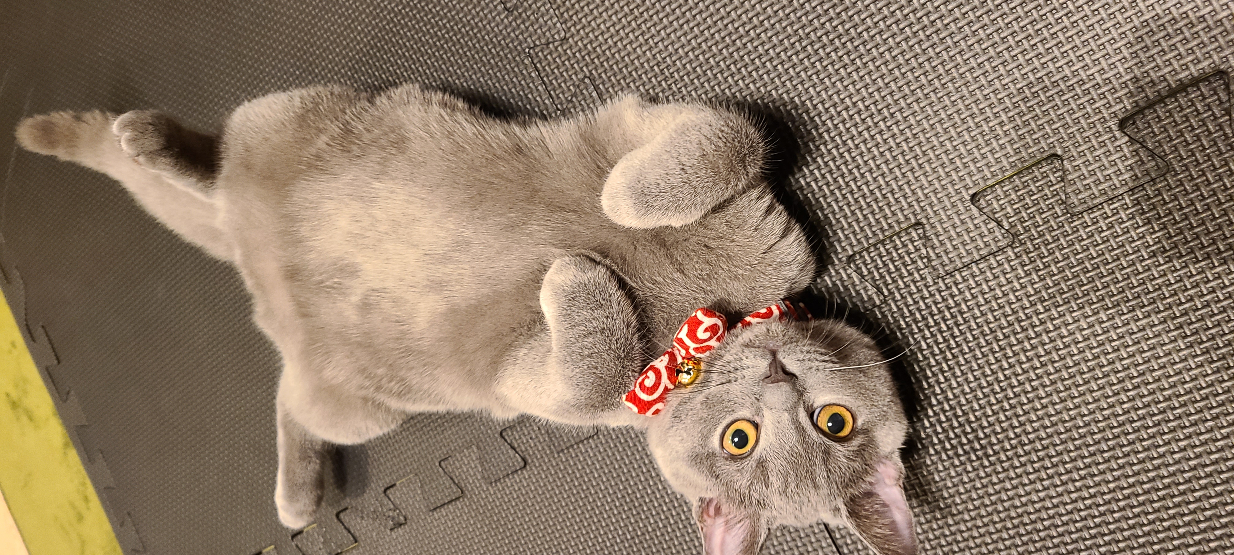 アビー