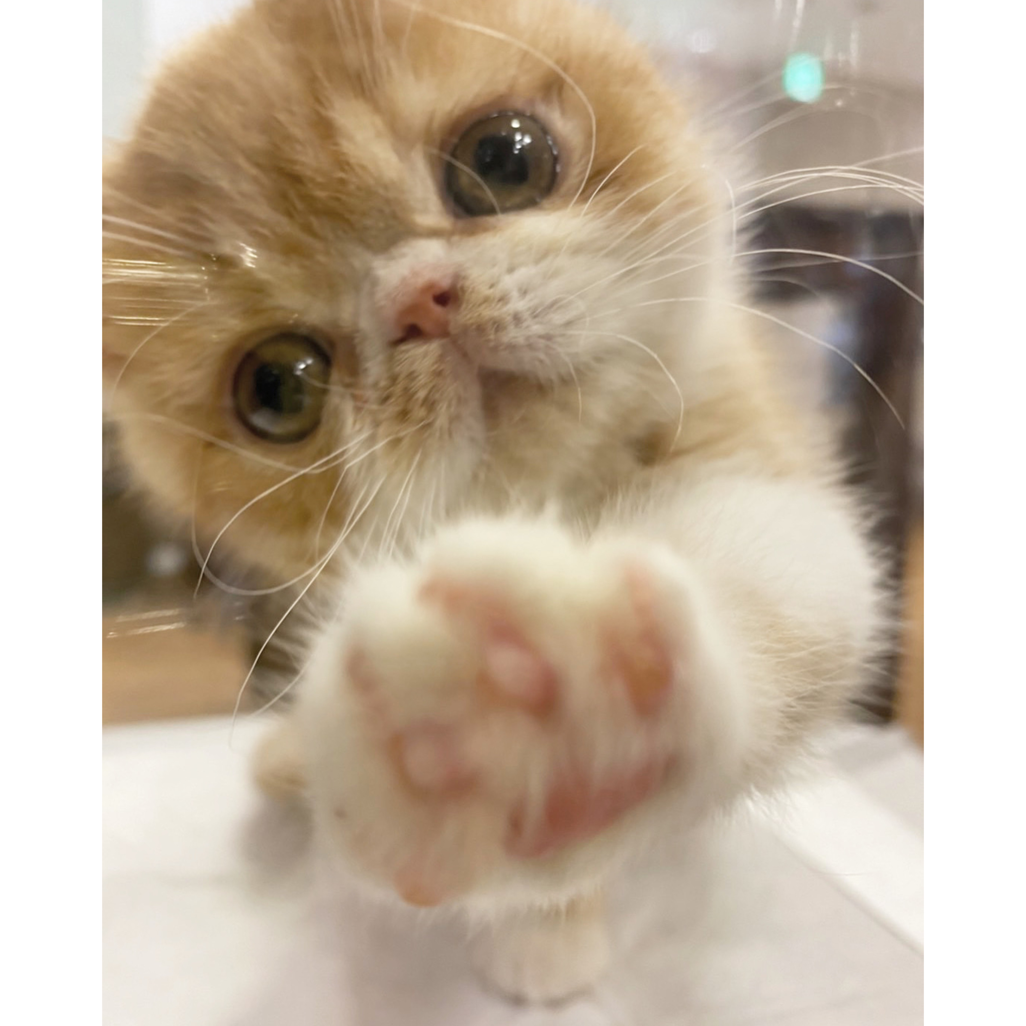 まだ決まらず…泣
