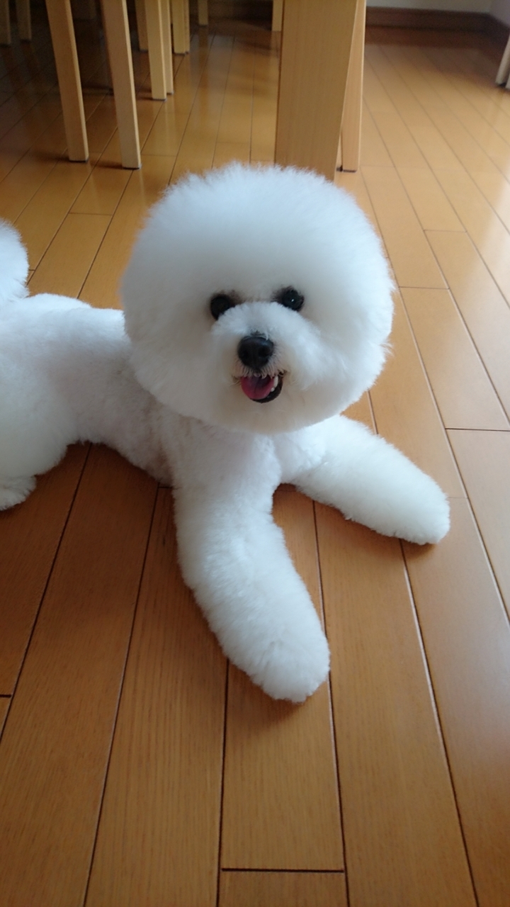 こむぎ