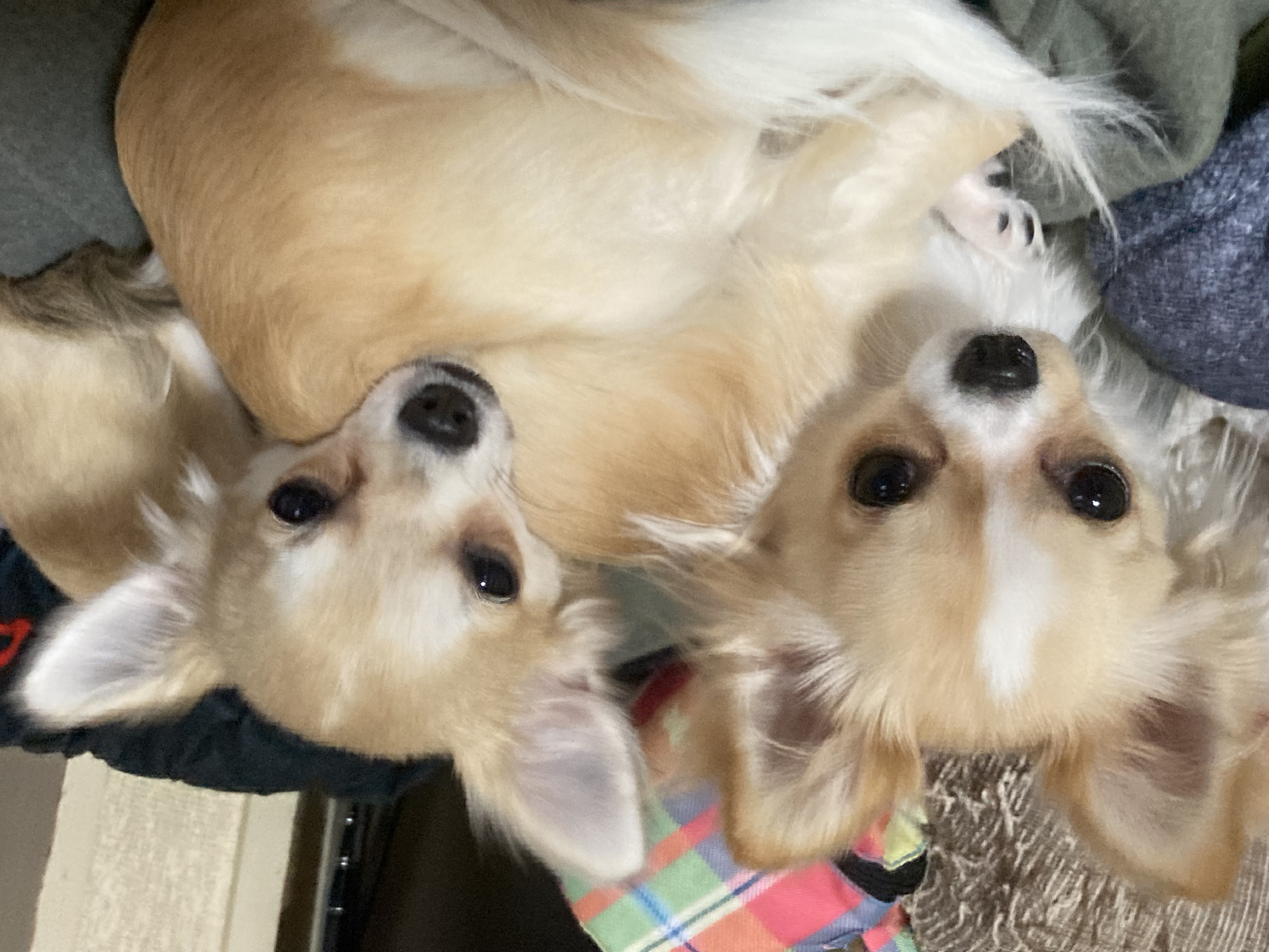 モコ&かの